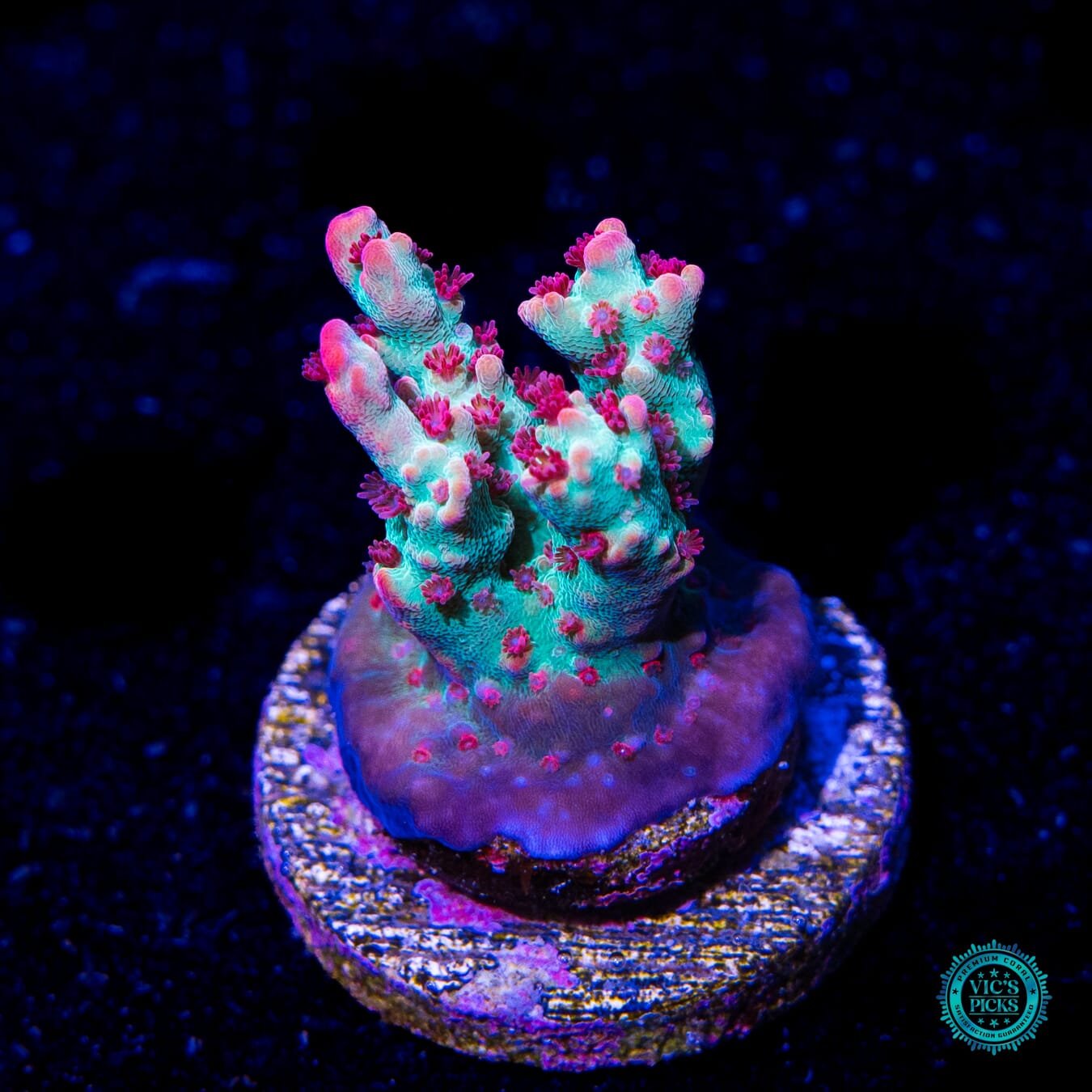 WWC Striptease Acropora - Actinic Photo