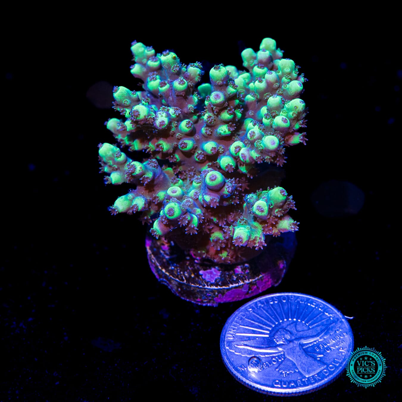 WWC Shark Attack Acropora - Actinic Photo