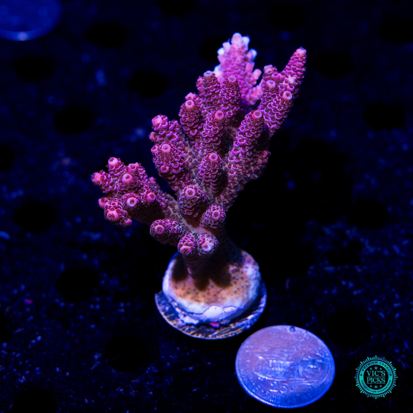 Solomon Hot and Heavy Mille Acropora - Actinic Photo