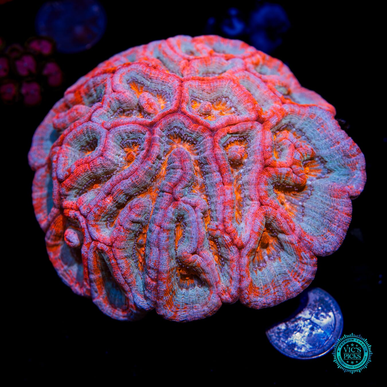 Love Tiger Symphyllia Wilsoni - Actinic Photo