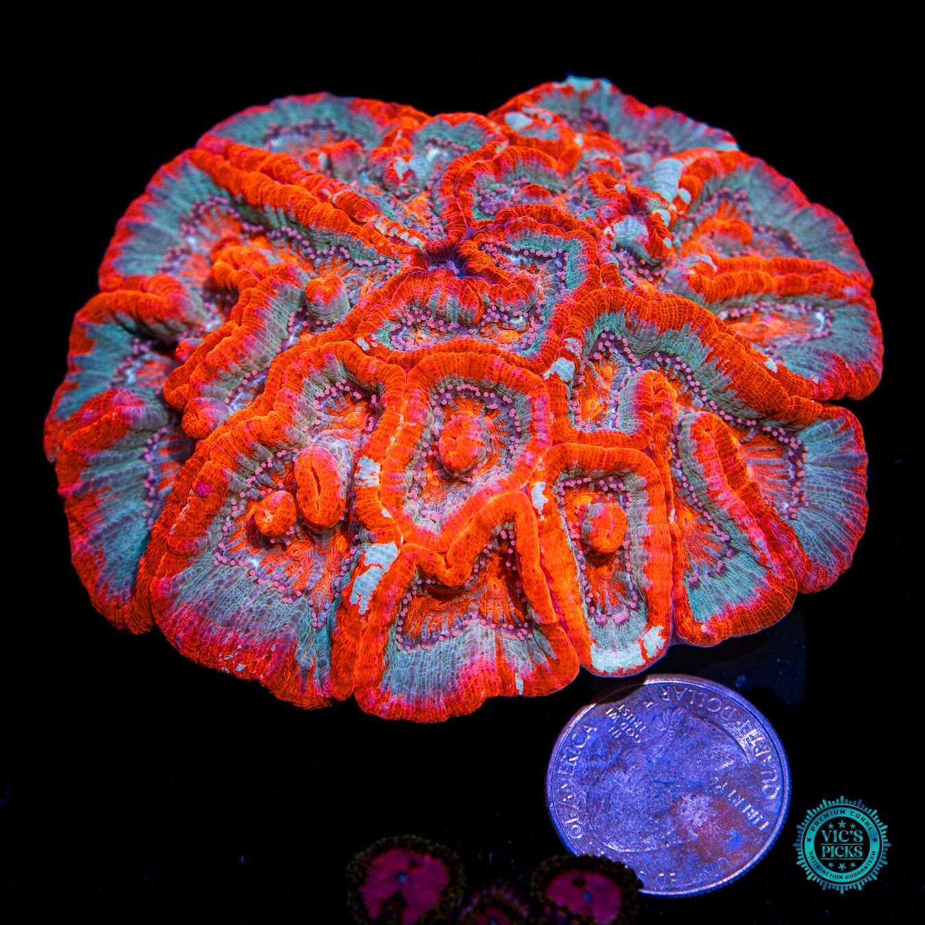 Tigers Blood Symphyllia Wilsoni - Actinic Photo