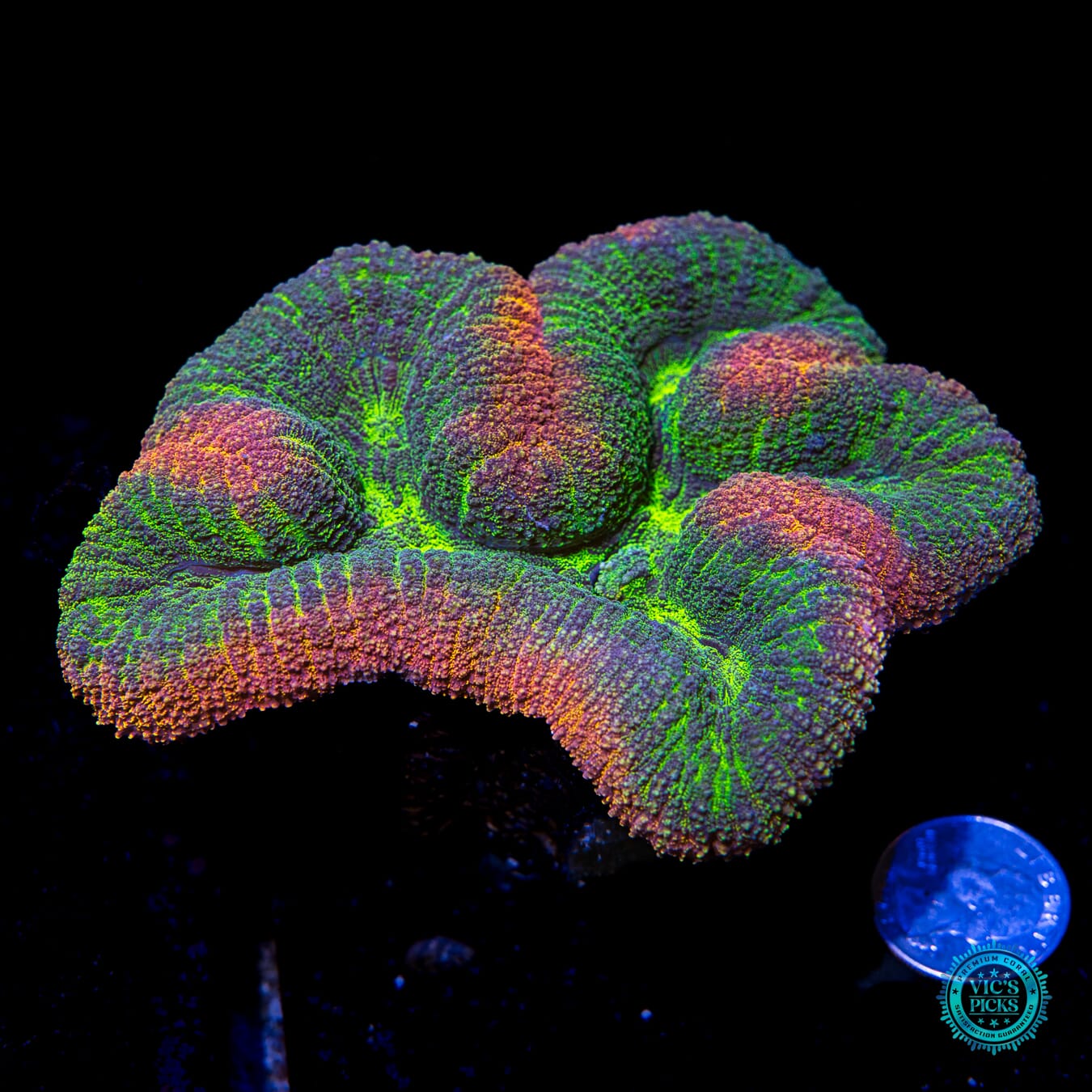 Alien Bath House Lobophyllia - Actinic Photo