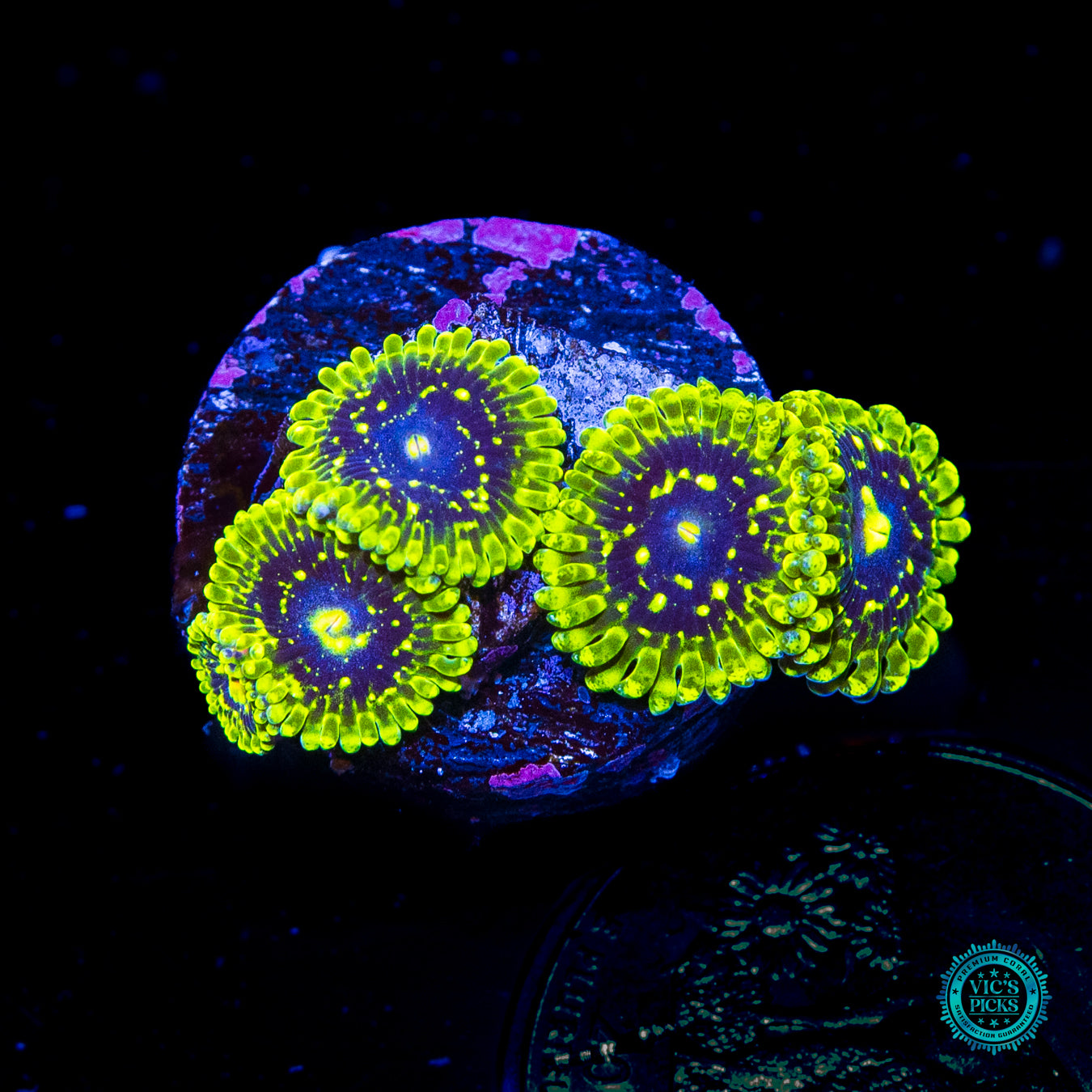 Exosphere Zoanthids