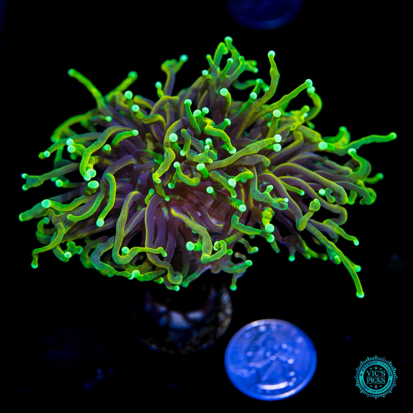 Juicy Fruit Torch - Actinic Photo