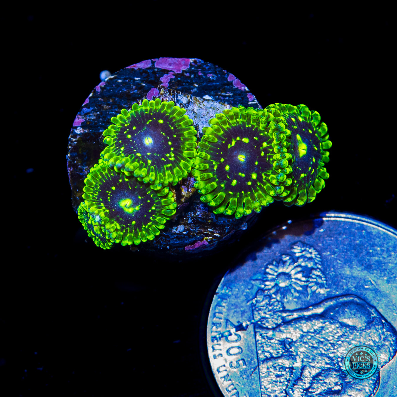 Exosphere Zoanthids