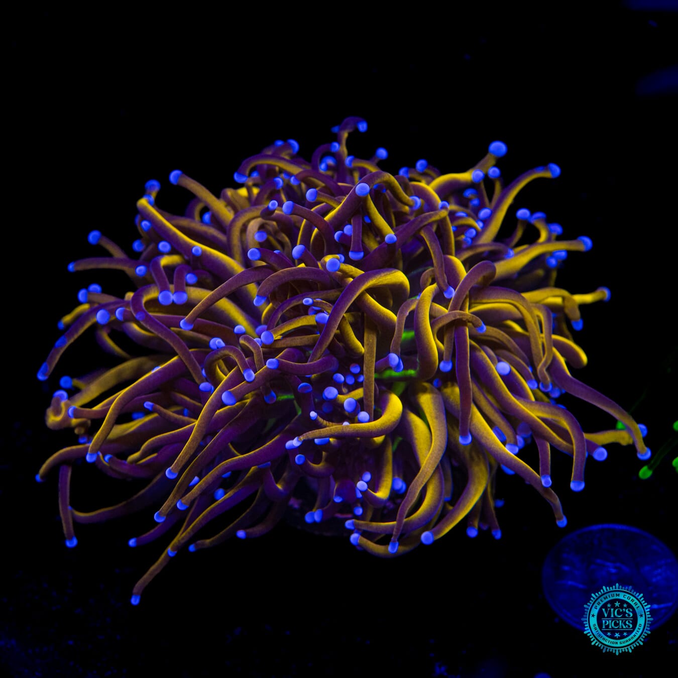 WWC In-House Spawned 24K Torch - Daylight Photo