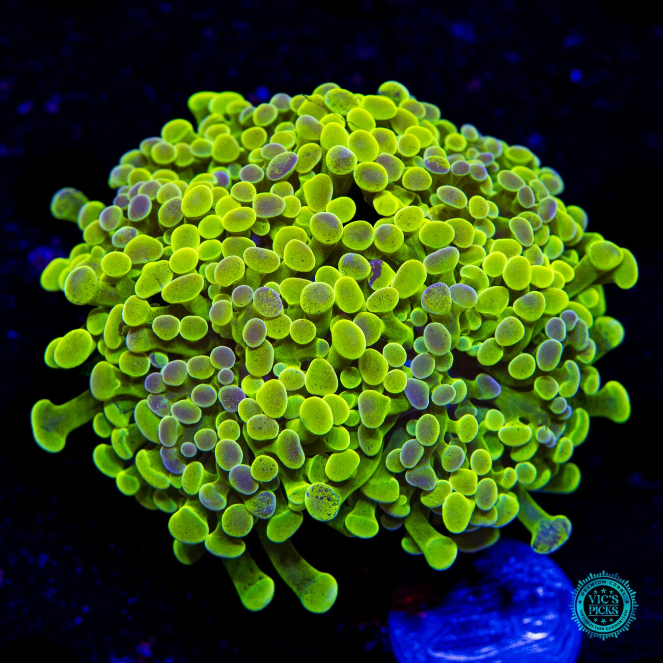 WWC Sunrise Branching Hammer - Daylight Photo