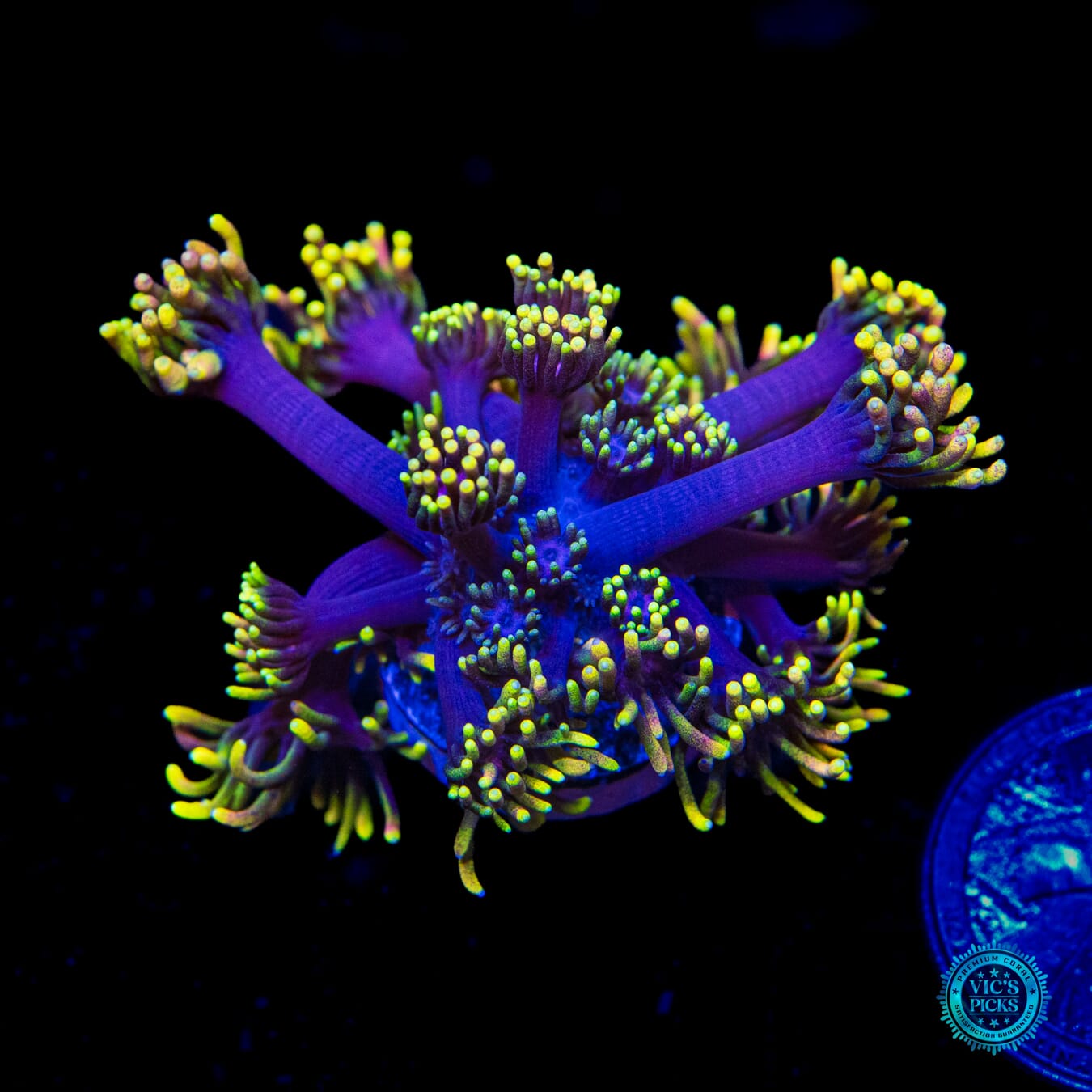 WWC Sunflower Goniopora - Daylight Photo