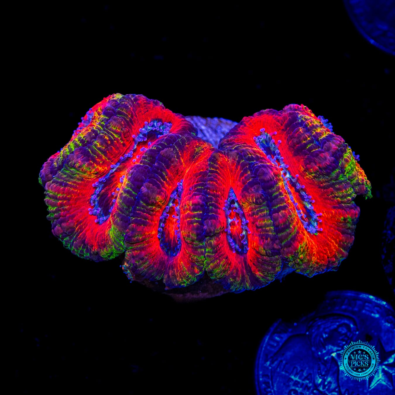 Fairy Tales Aussie Lord - Daylight Photo