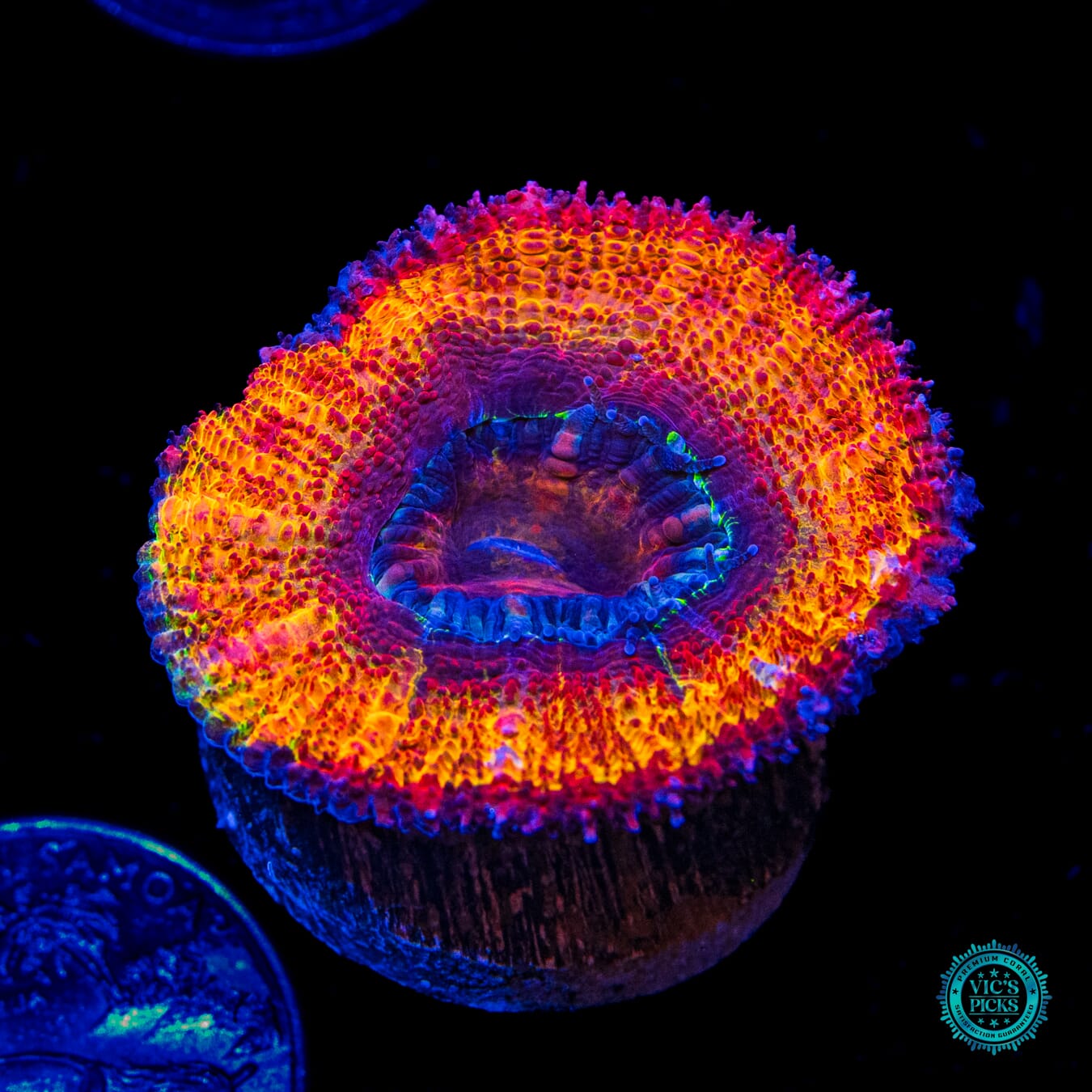 WWC Solar Flare Aussie Lord - Daylight Photo