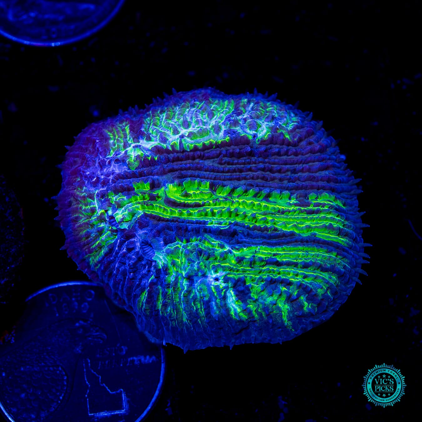 WWC Treefrog Aquacultured Tongue - Daylight Photo