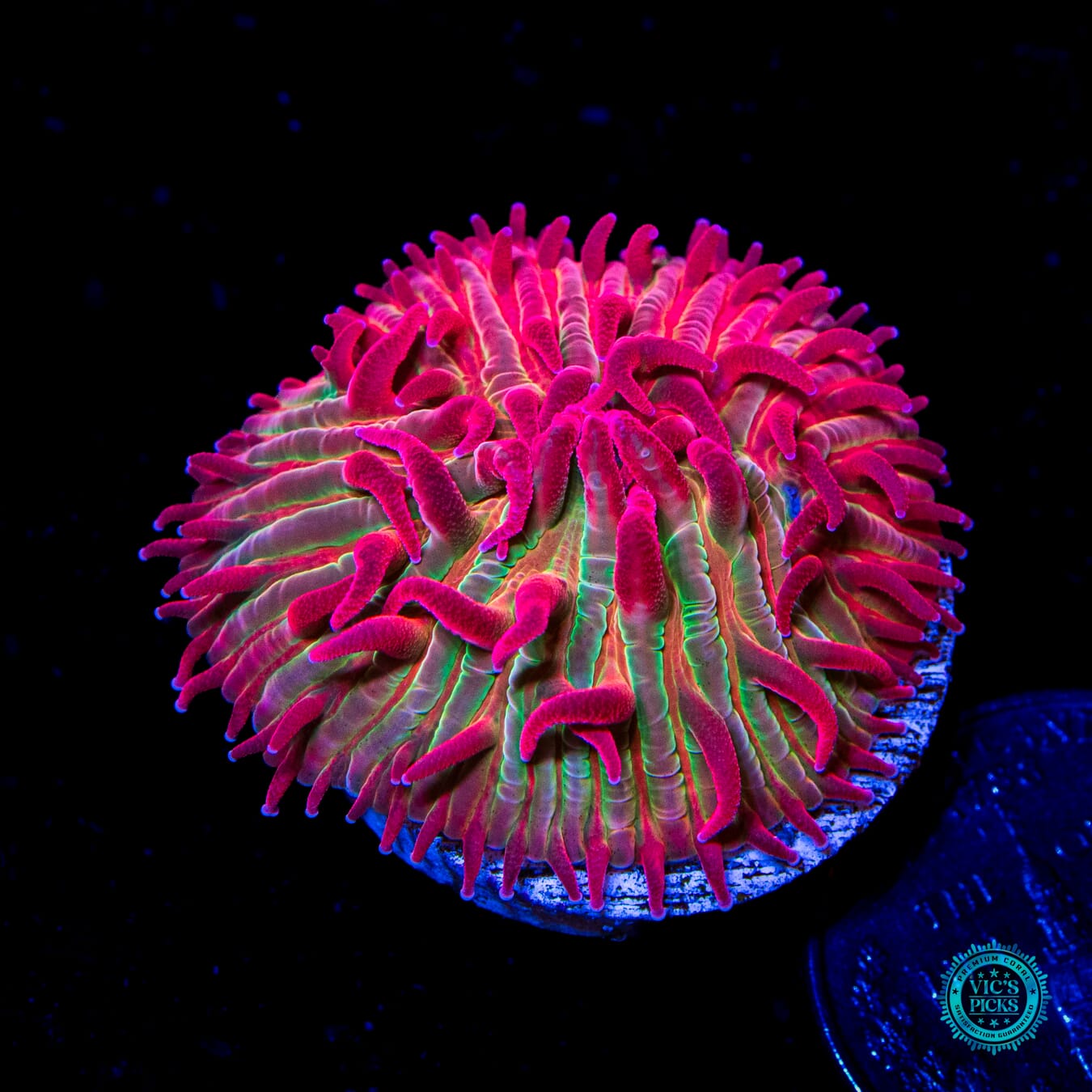 WWC Zombie Apocalypse Diaseris Plate - Daylight Photo