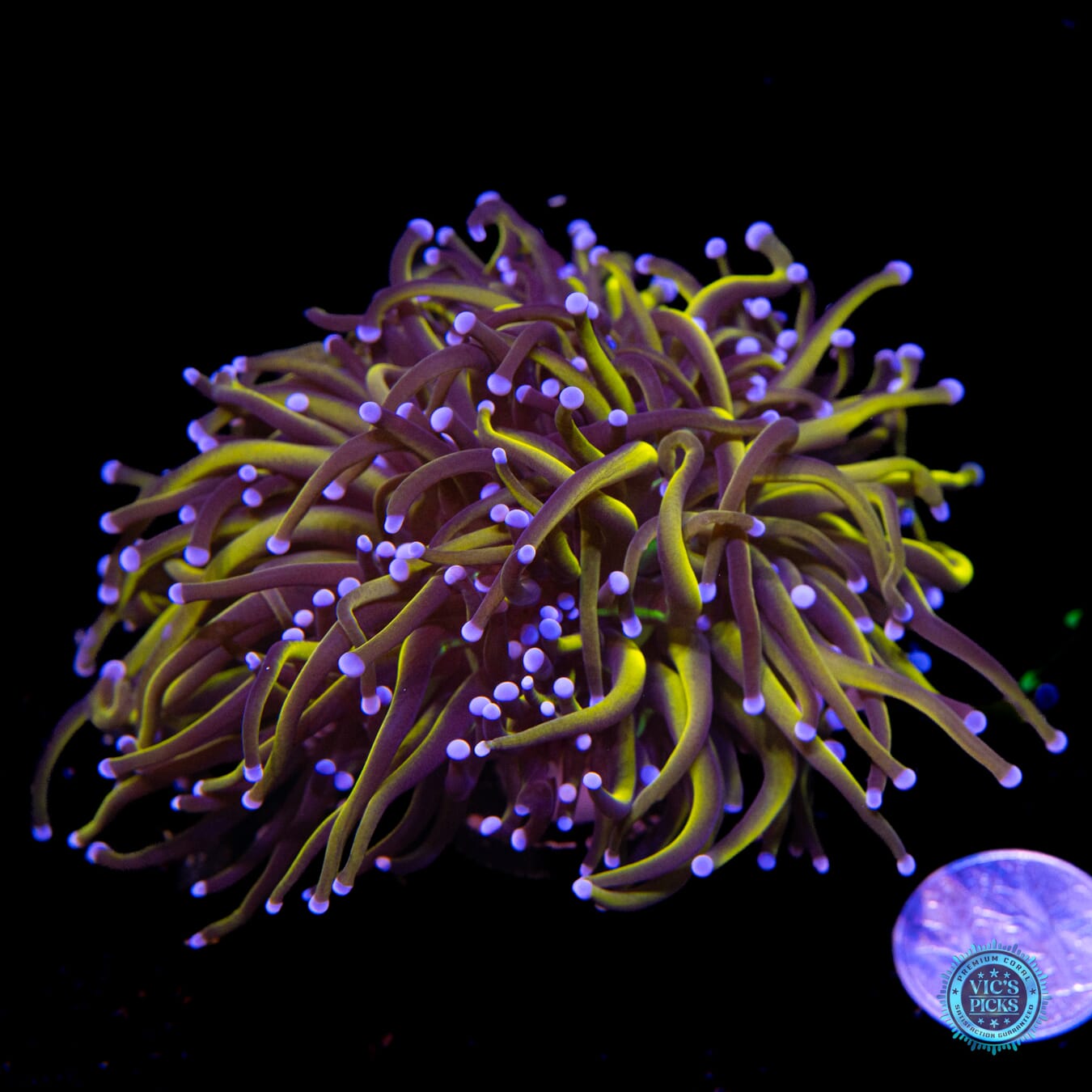 WWC In-House Spawned 24K Torch - Actinic Photo