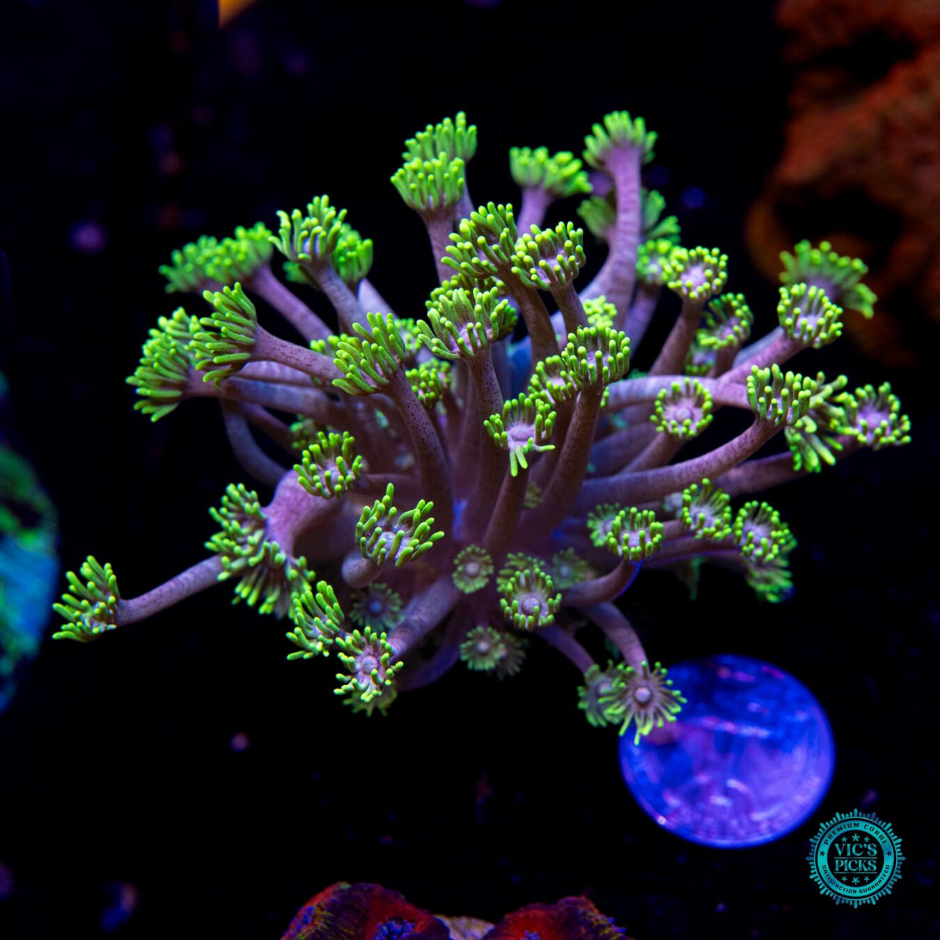 WWC Hail Hydra Goniopora - Actinic Photo