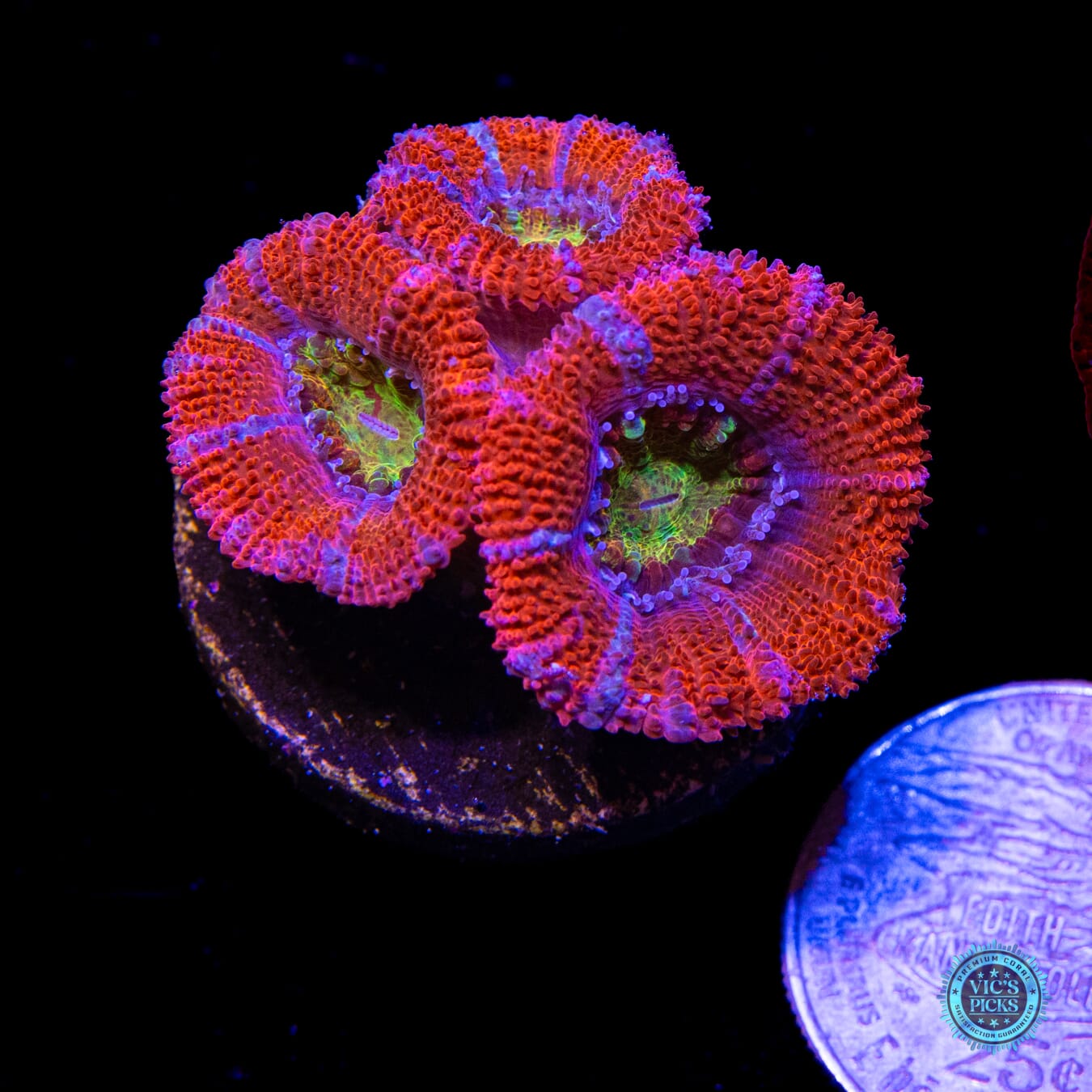 WWC Lava Burst Aussie Lord - Actinic Photo