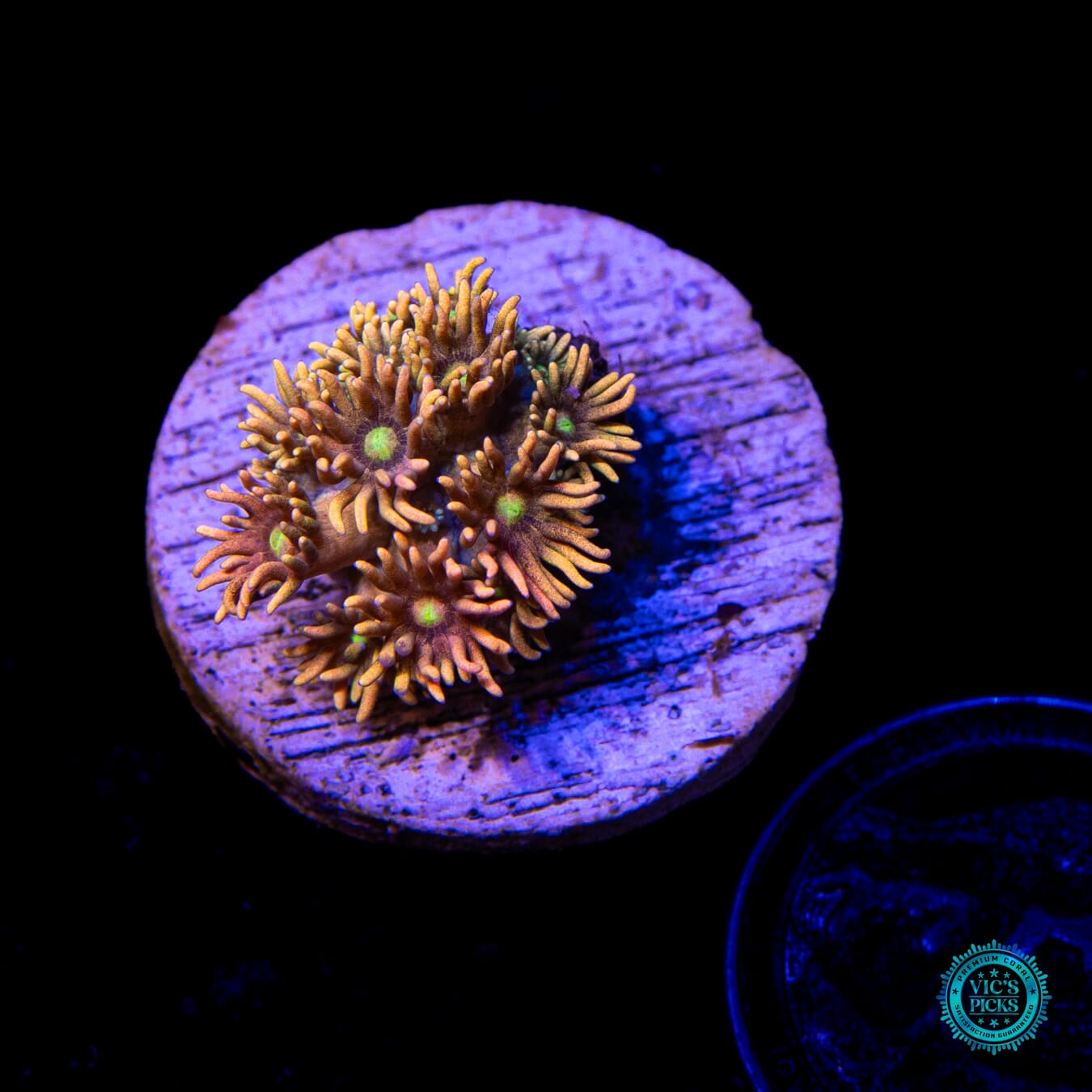 WWC Bomb Diggity Goniopora - Actinic Photo