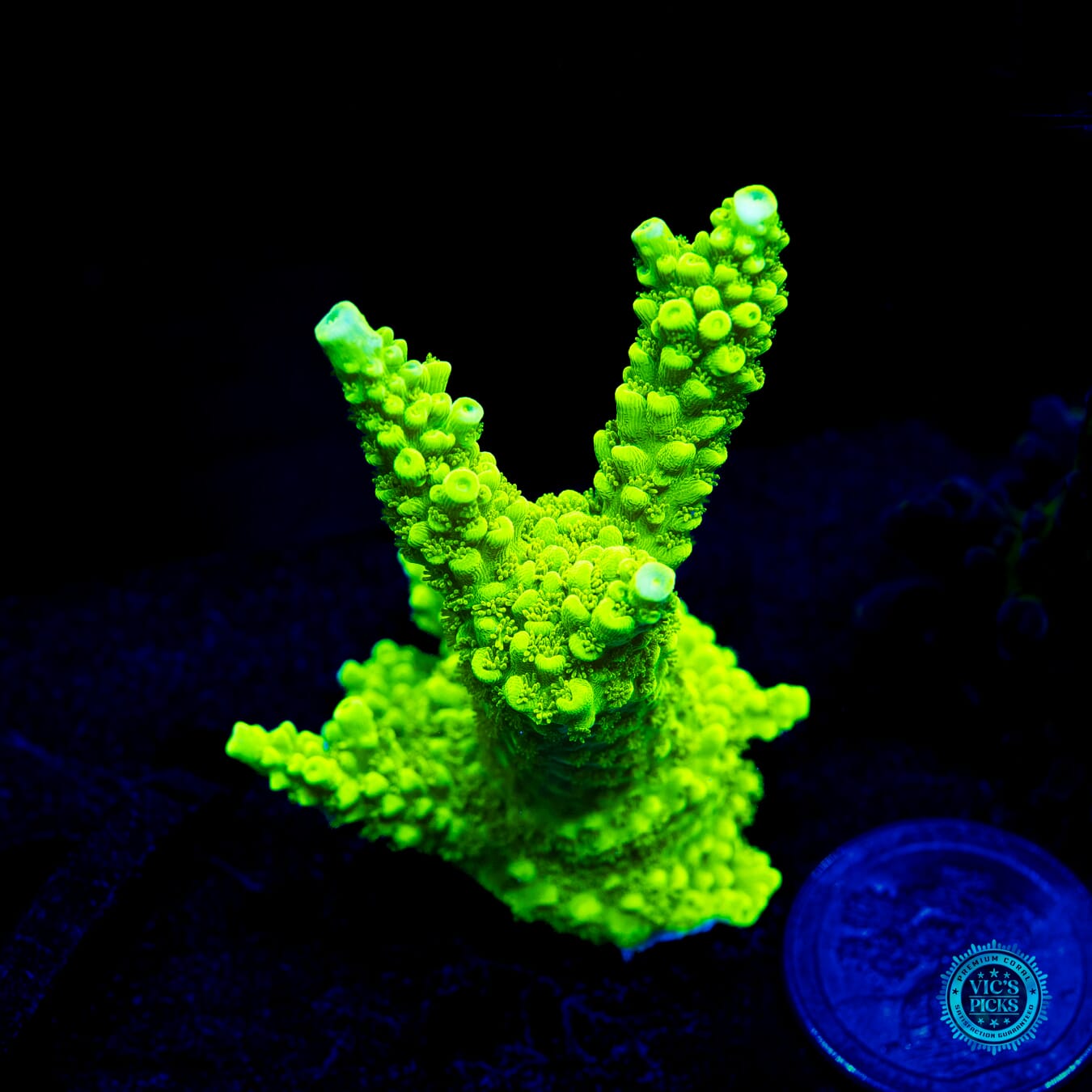 Green Slimer Acropora - Daylight Photo