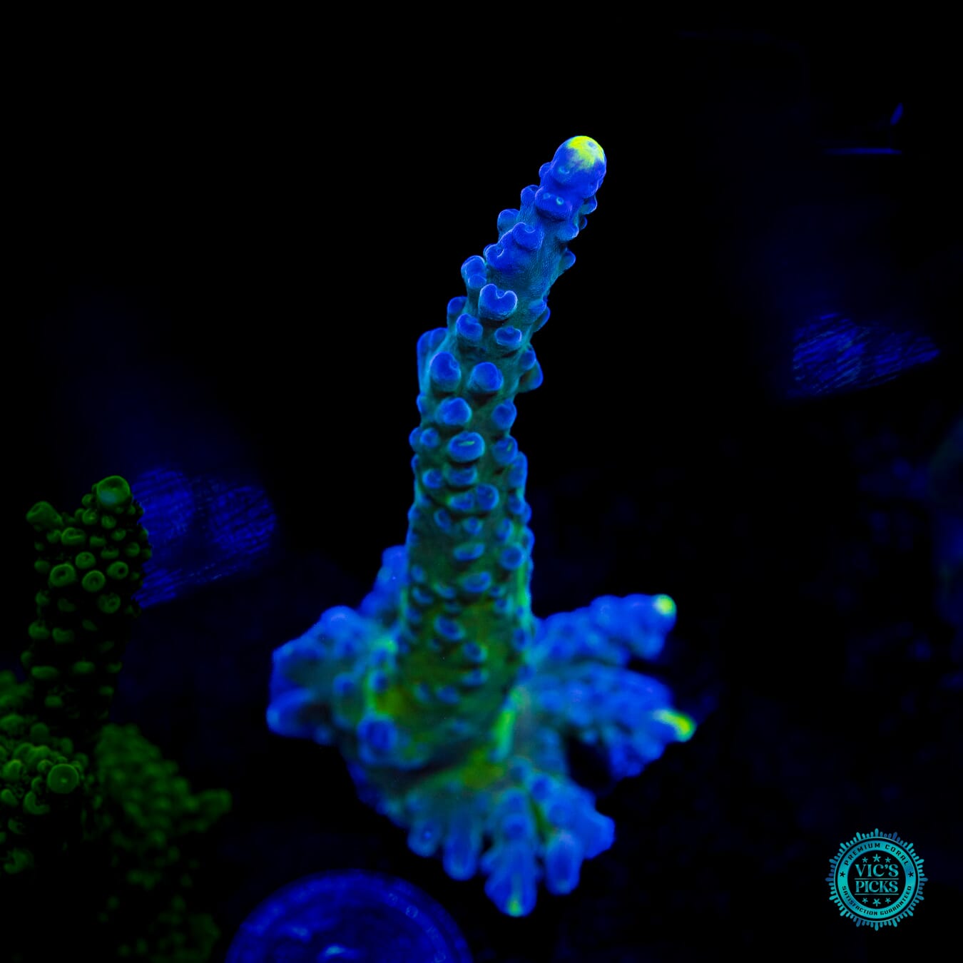 WWC Yellow Tips Austera Acropora - Daylight Photo