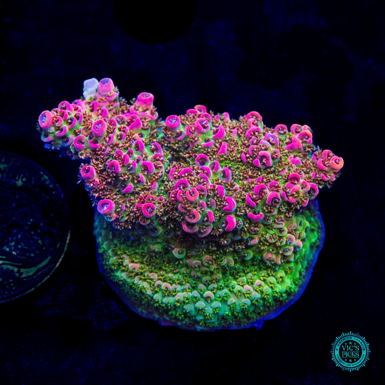 WWC Jello Shot Acropora - Daylight Photo