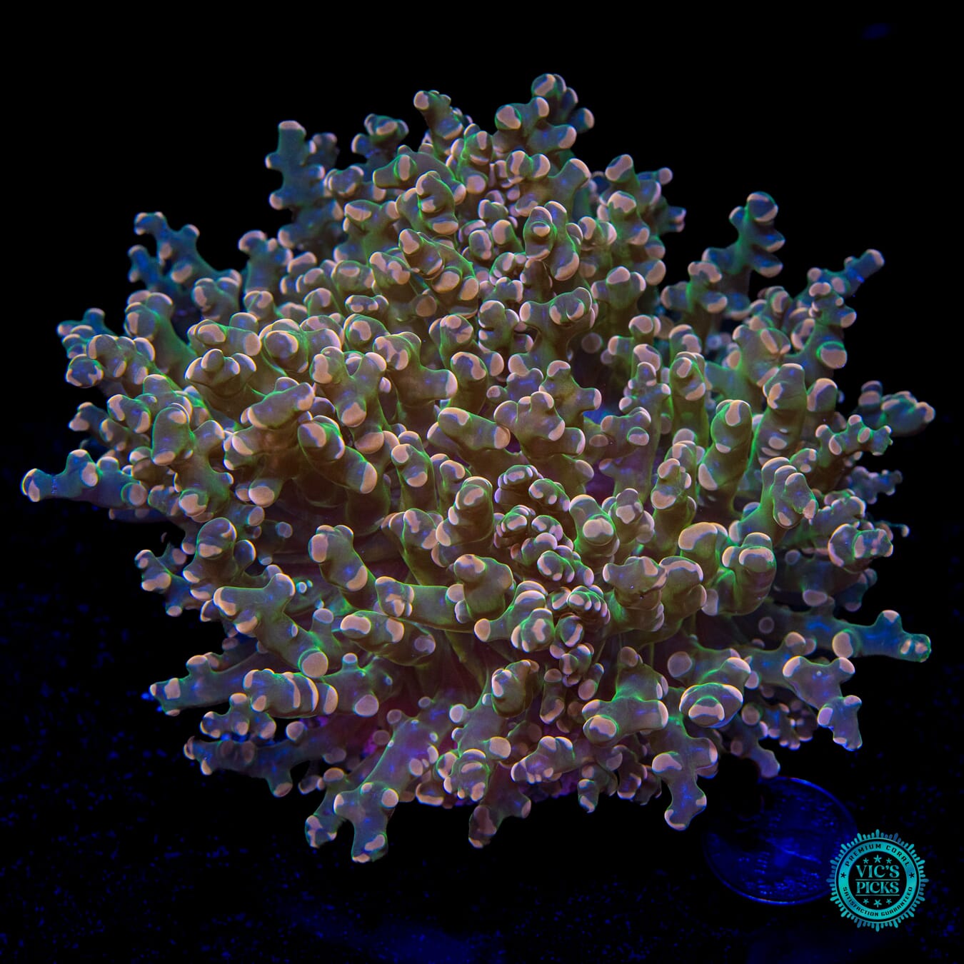 Orange Tipped Branching Frogspawn - Daylight Photo