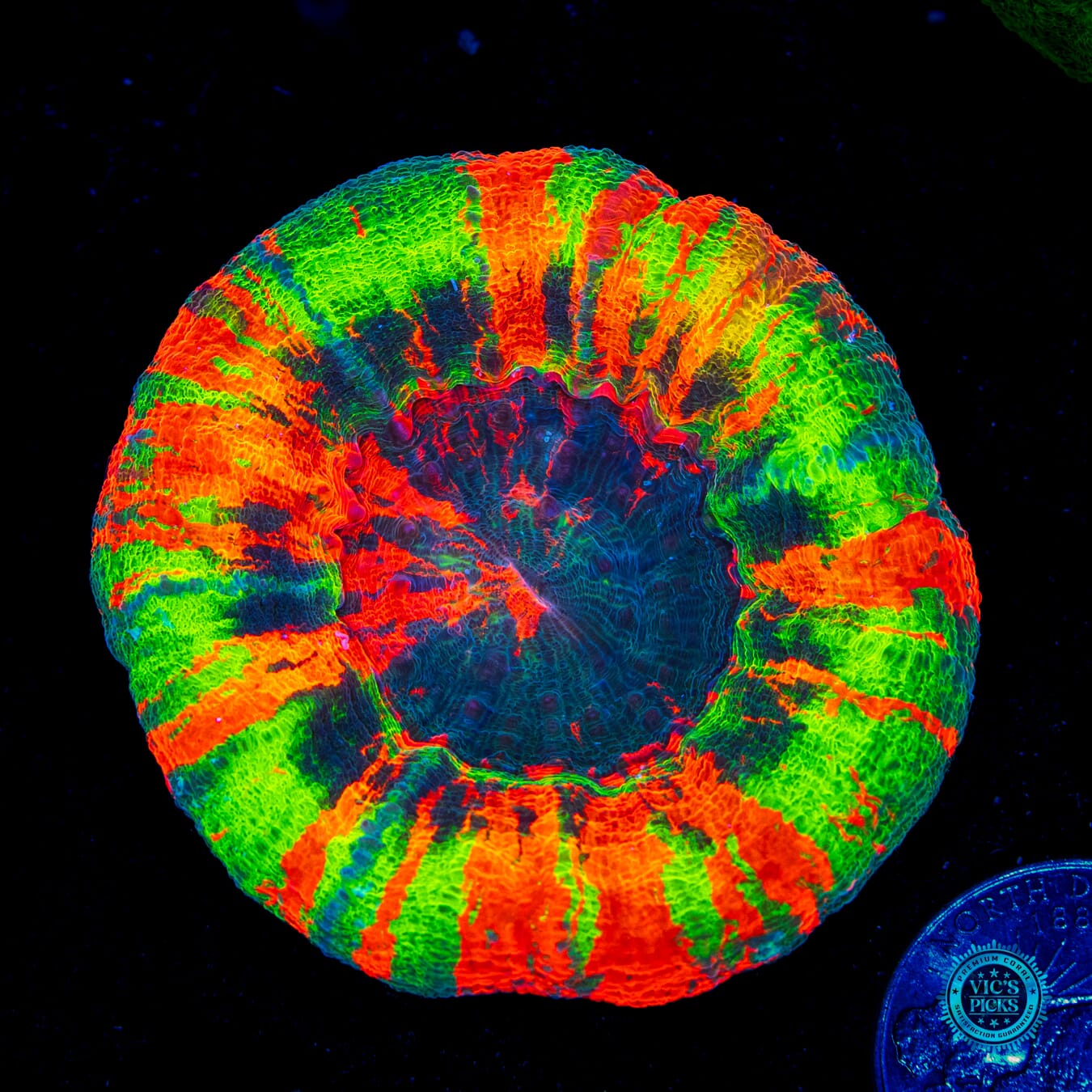 Masterful Incantations Scolymia - Daylight Photo