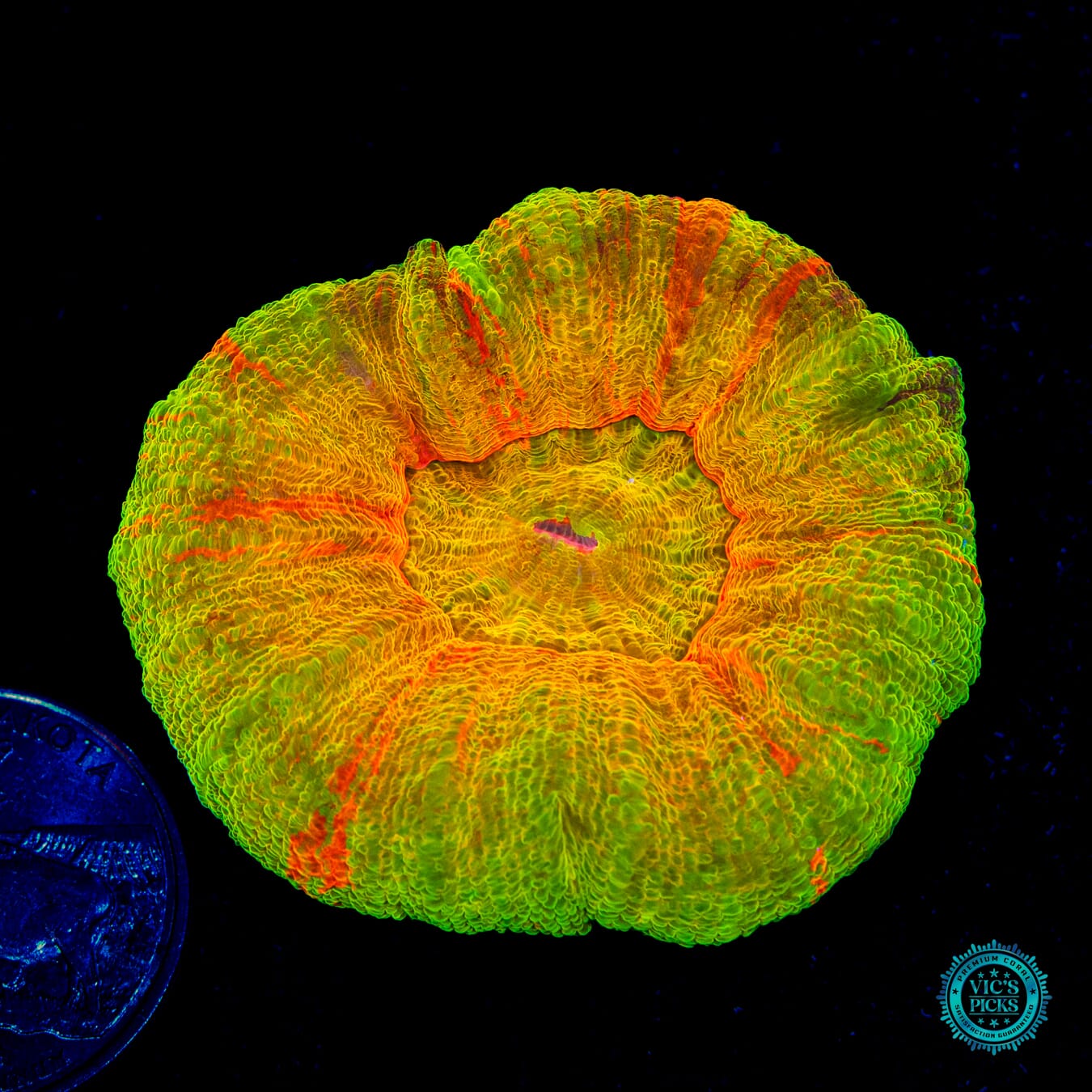 Plundered Treasure Scolymia - Daylight Photo