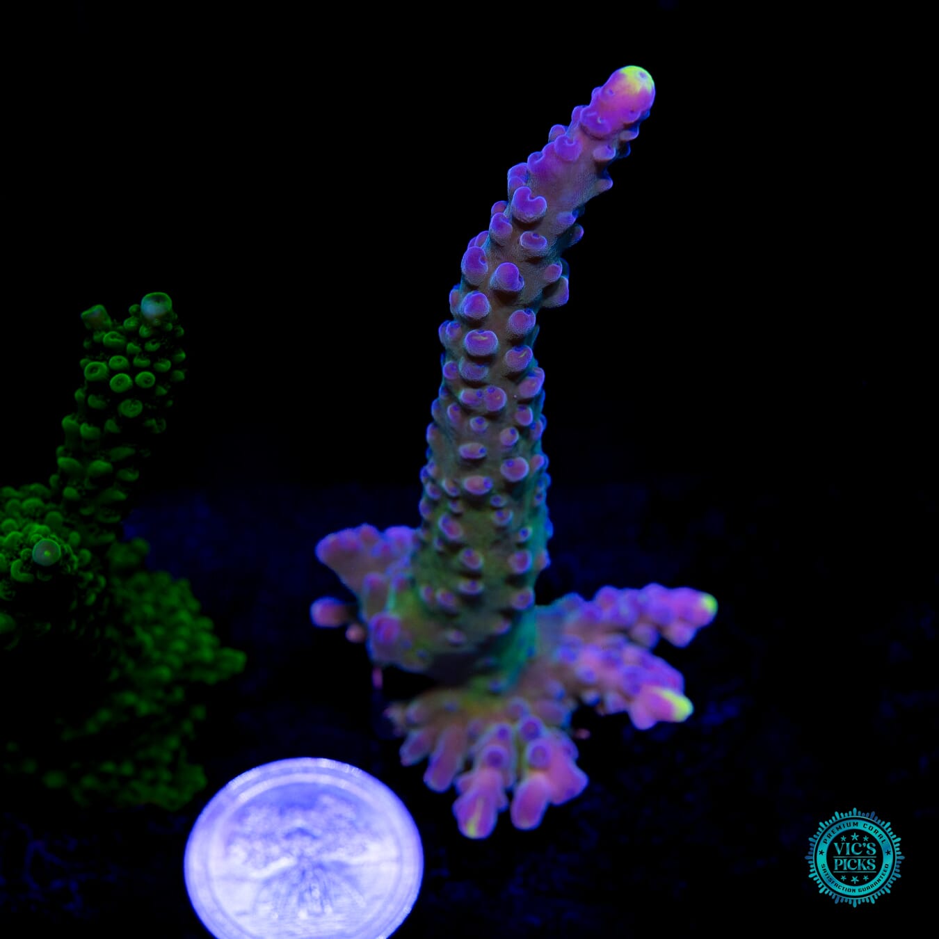 WWC Yellow Tips Austera Acropora - Actinic Photo