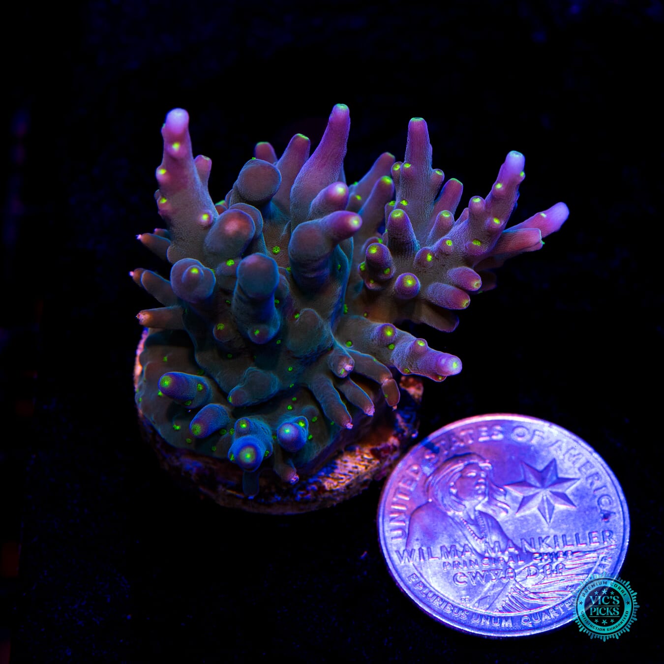 WWC Thunder Struck Acropora - Actinic Photo