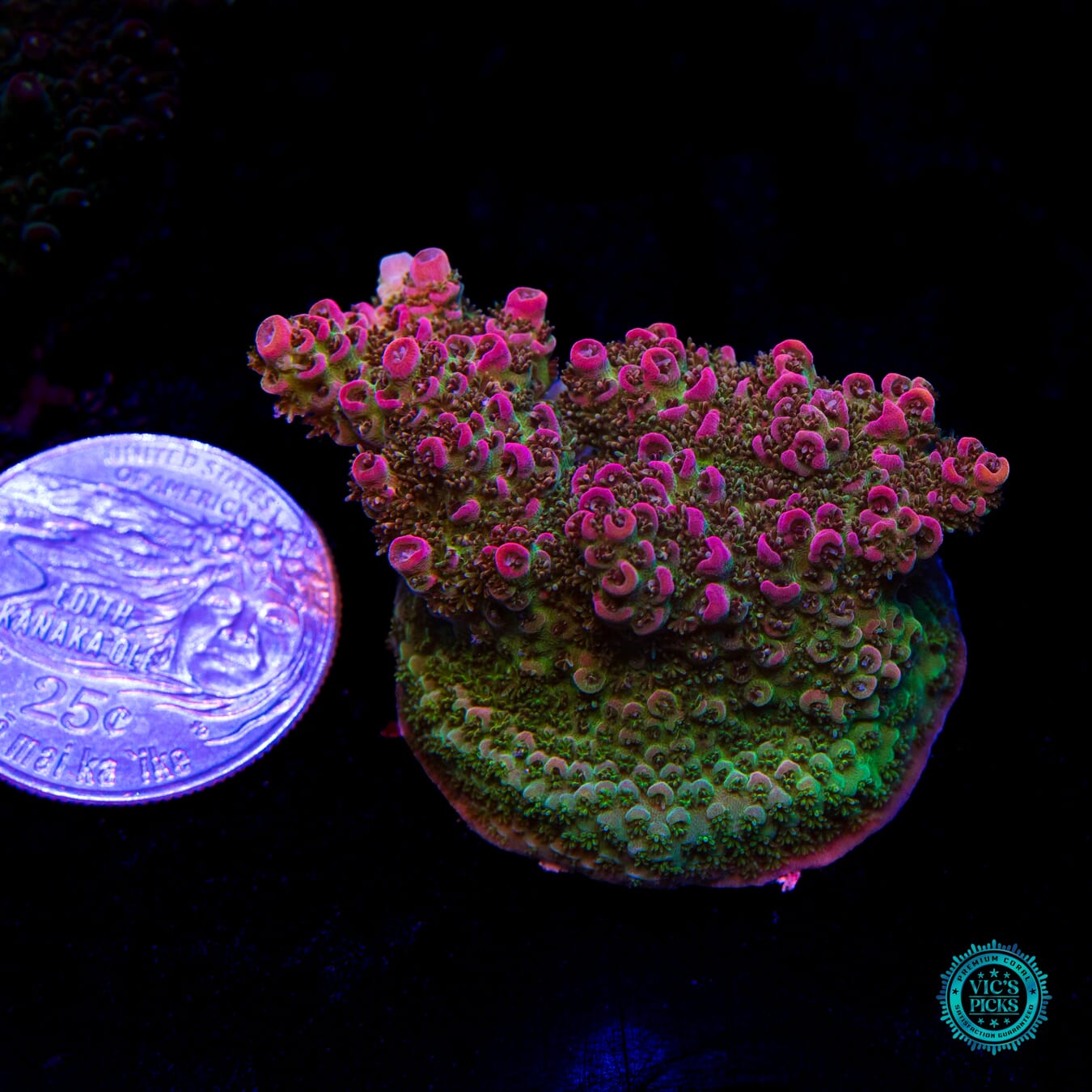 WWC Jello Shot Acropora - Actinic Photo