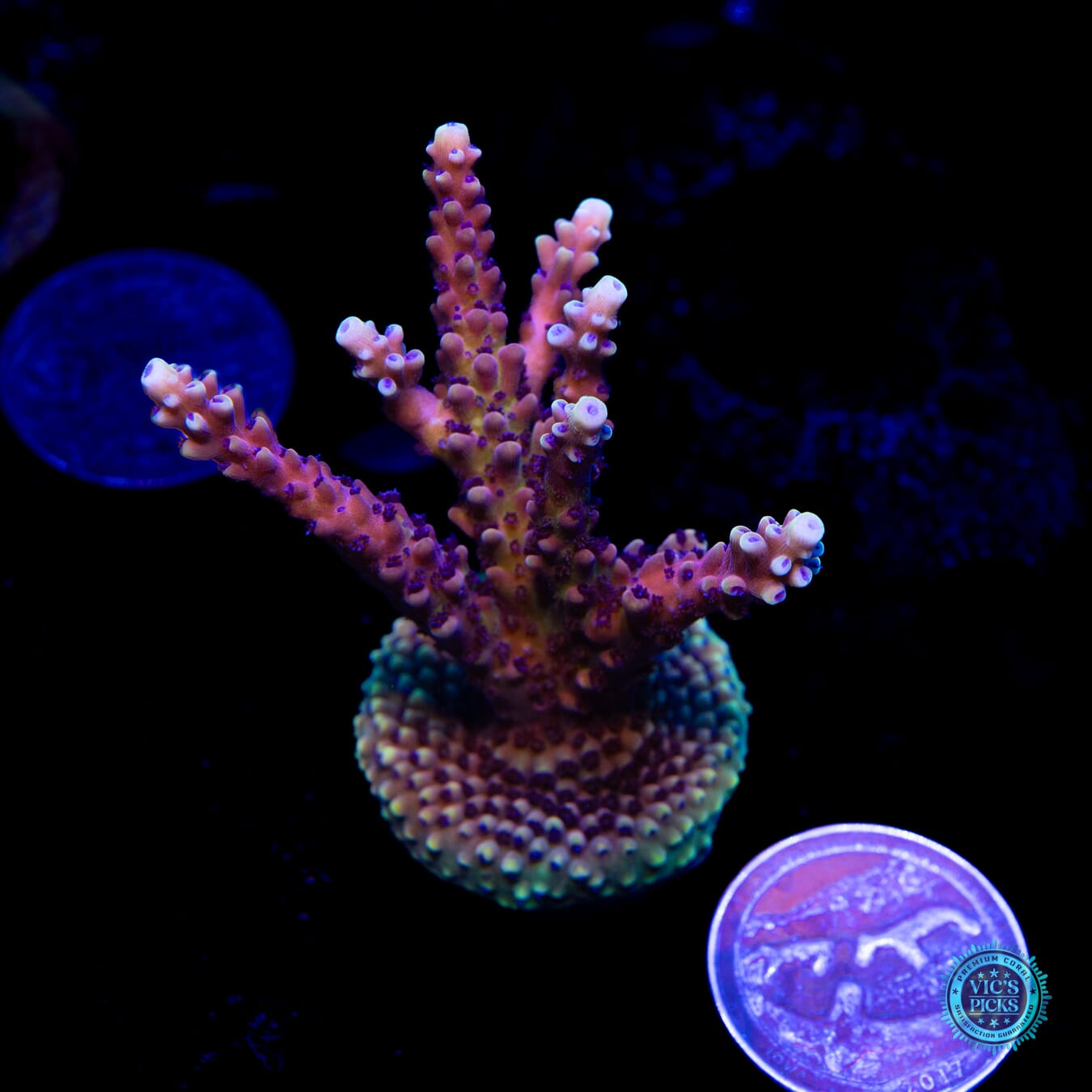 Pink Cadillac Acropora - Actinic Photo