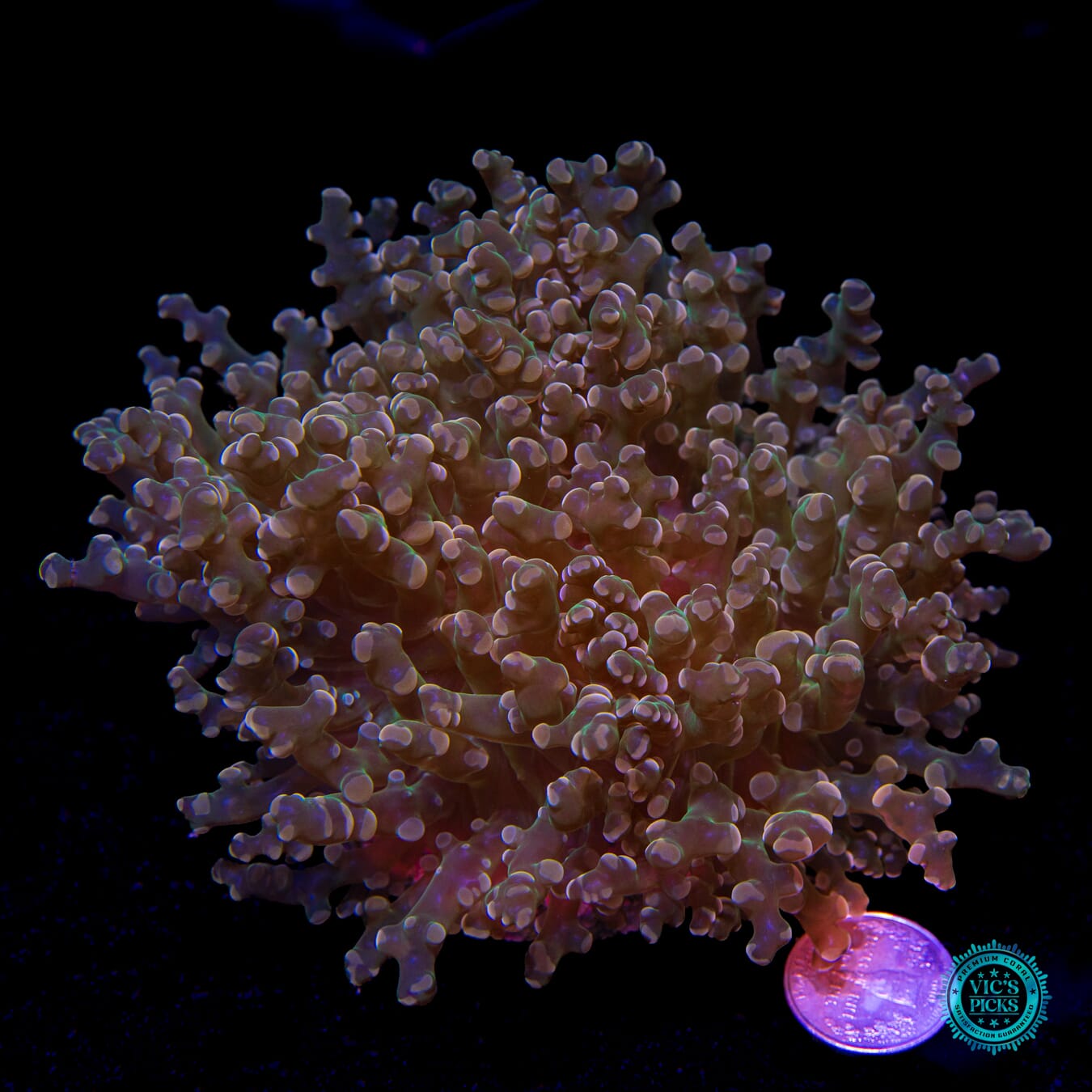 Orange Tipped Branching Frogspawn - Actinic Photo