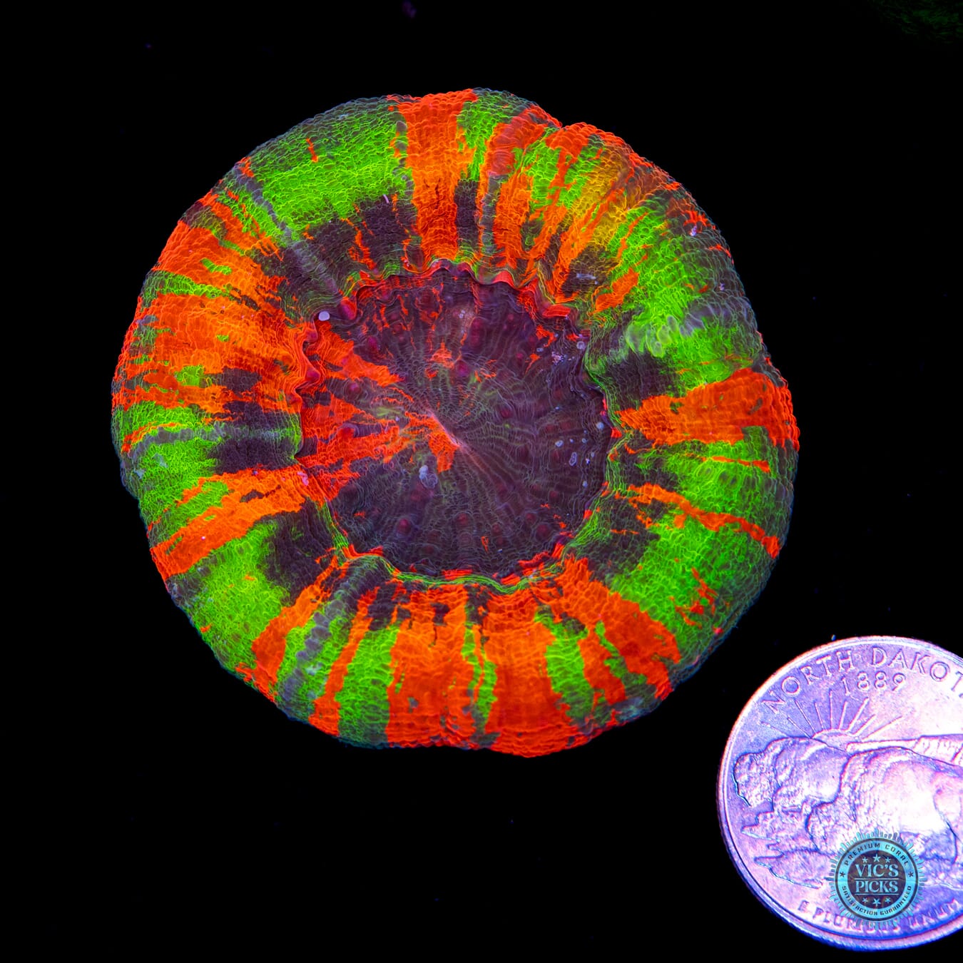 Masterful Incantations Scolymia - Actinic Photo