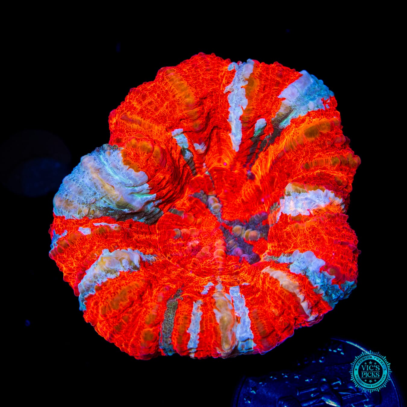 Fiery Chestnut Scolymia - Daylight Photo