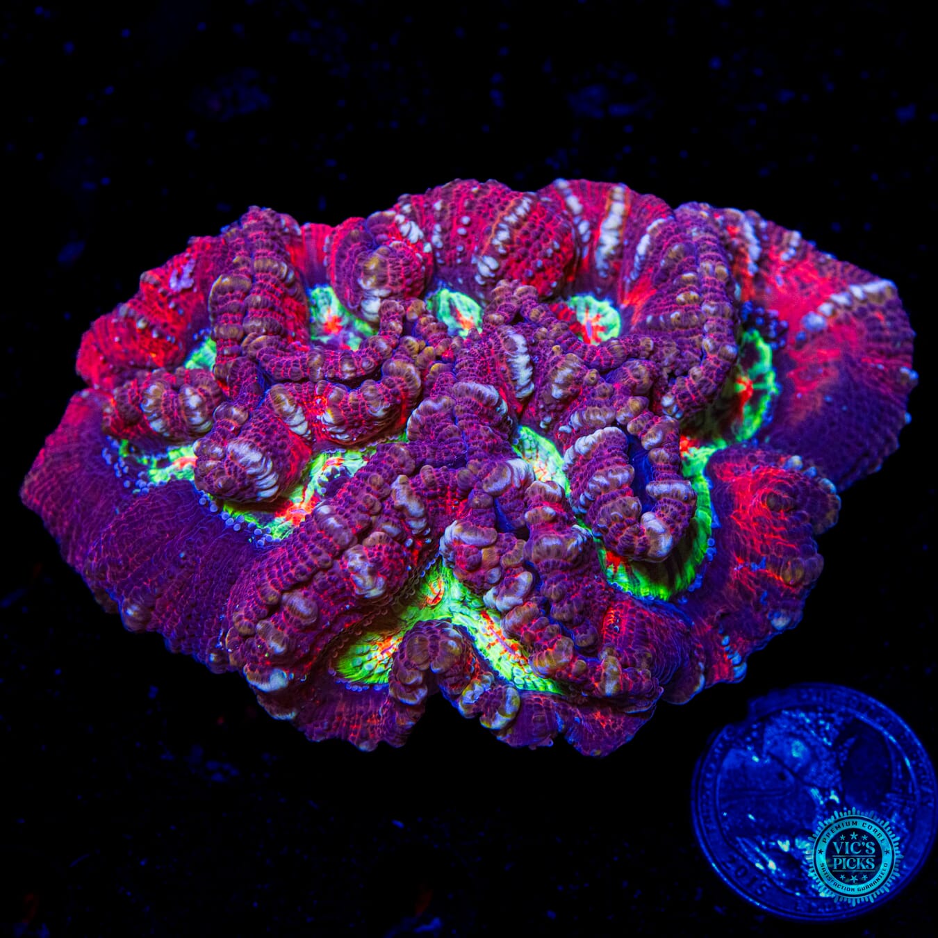 Crimson Tiger Hidden Dragon Symphyllia Wilsoni - Daylight Photo