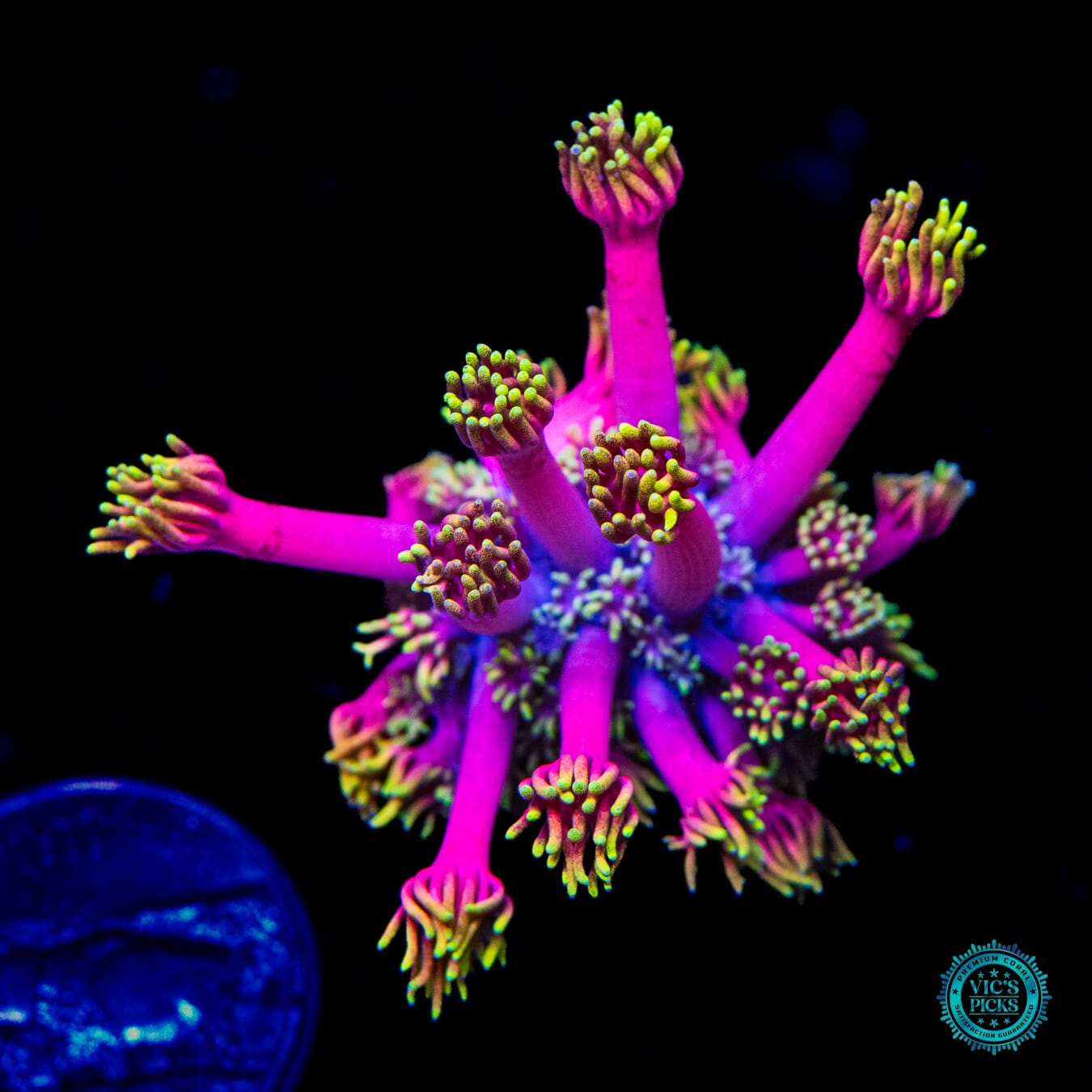 WWC Hollywood Nights Goniopora - Daylight Photo