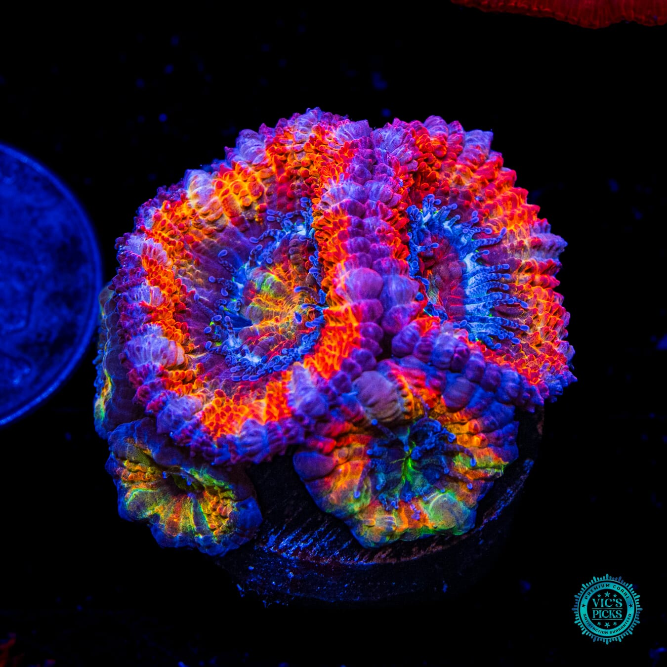 Treasure Island Aussie Lord - Daylight Photo