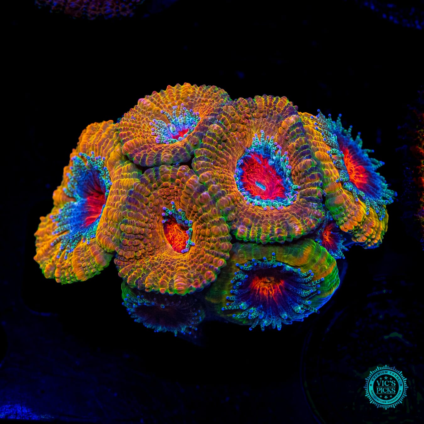 Afterburner Aussie Lord - Daylight Photo