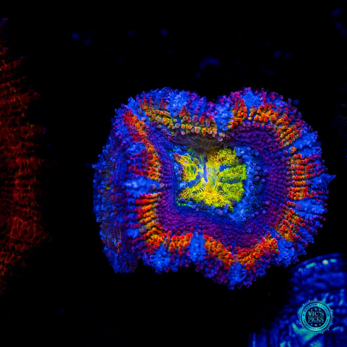 WWC Mystery Machine Aussie Lord - Daylight Photo