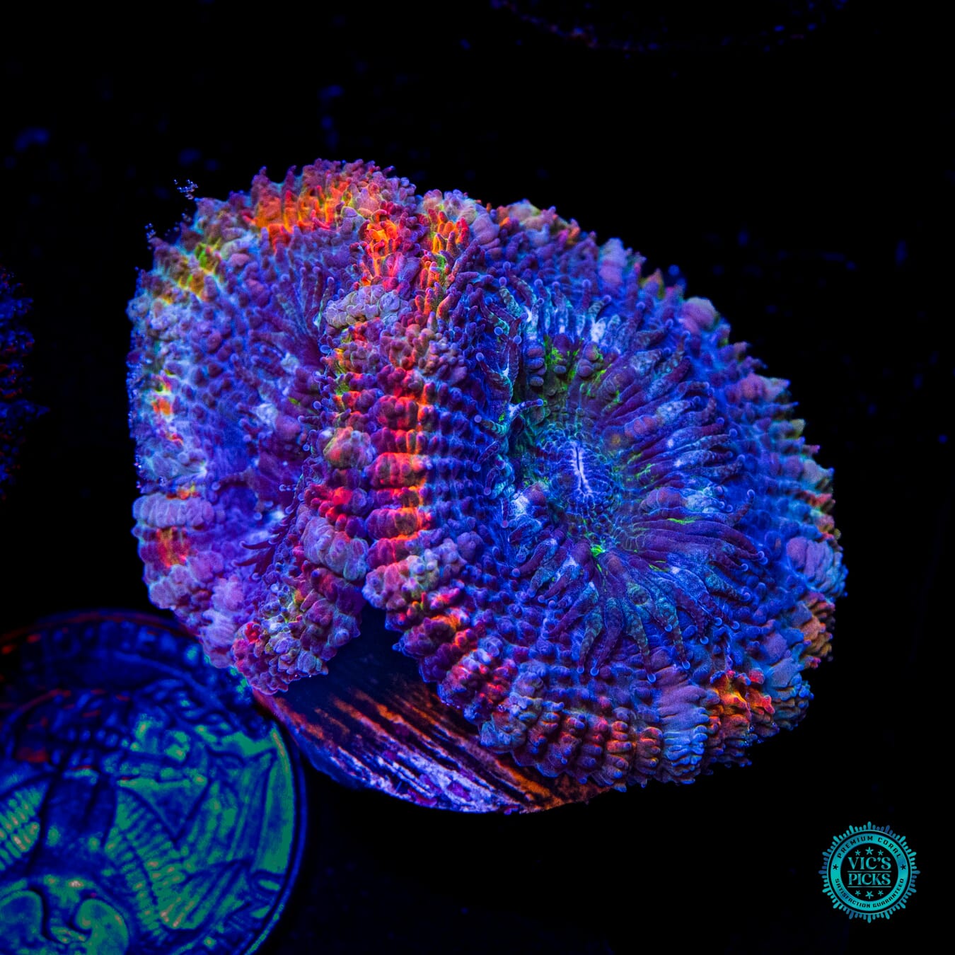 WWC Alchemist Rejuvenation Aussie Lord - Daylight Photo