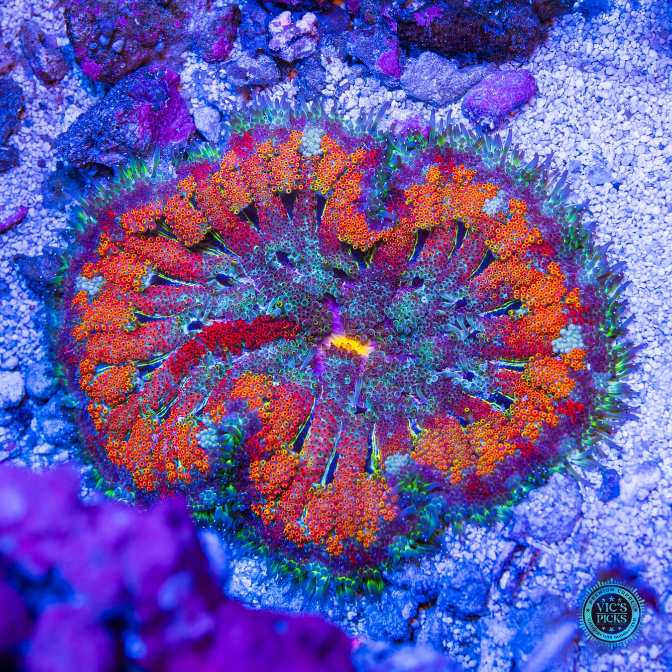 Secret to Immortality Mini Maxi Anemone - Daylight Photo