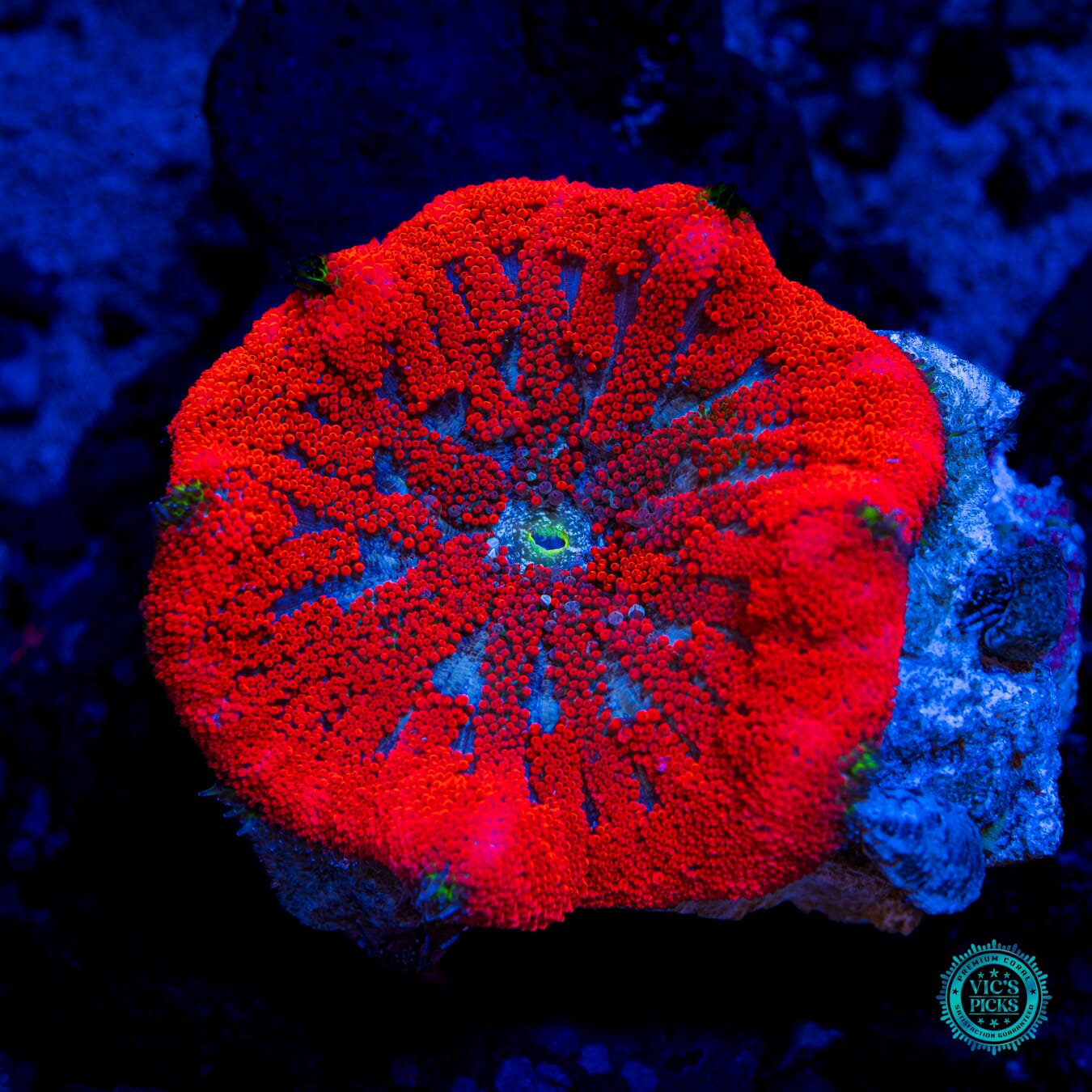 Real Scorcher Mini Maxi Anemone - Daylight Photo