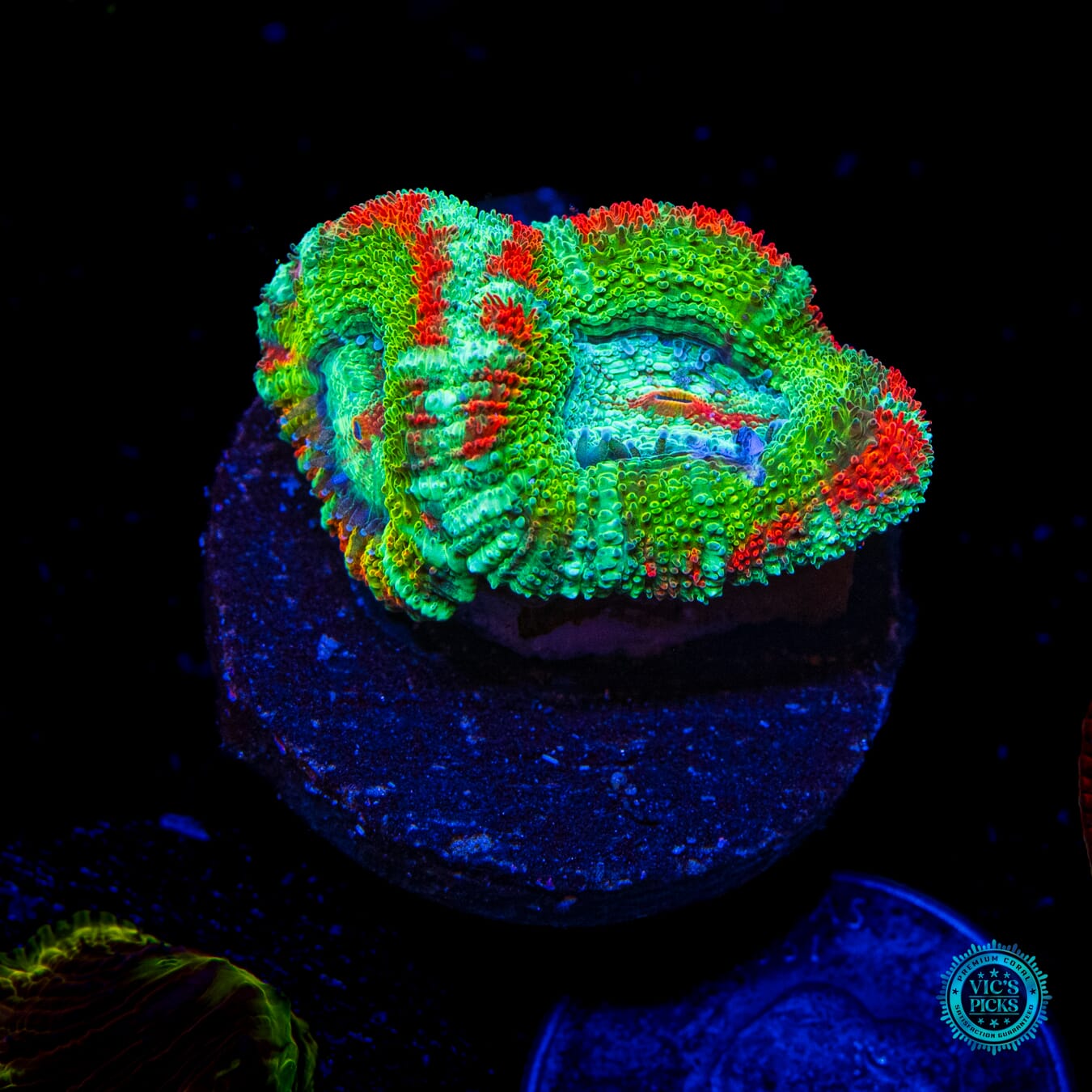 WWC Shockwave Aussie Lord - Daylight Photo