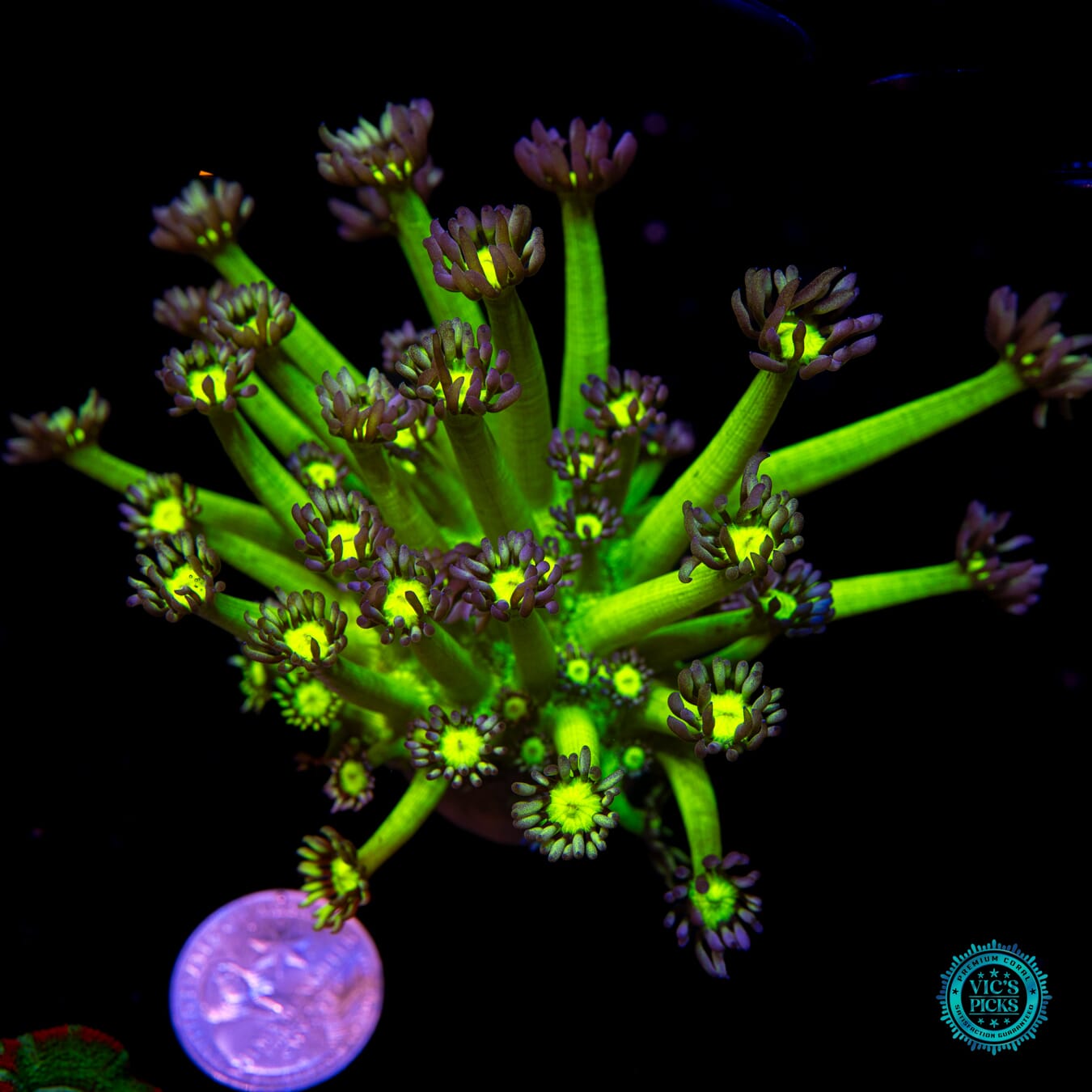 WWC Shadow Flame Goniopora - Actinic Photo