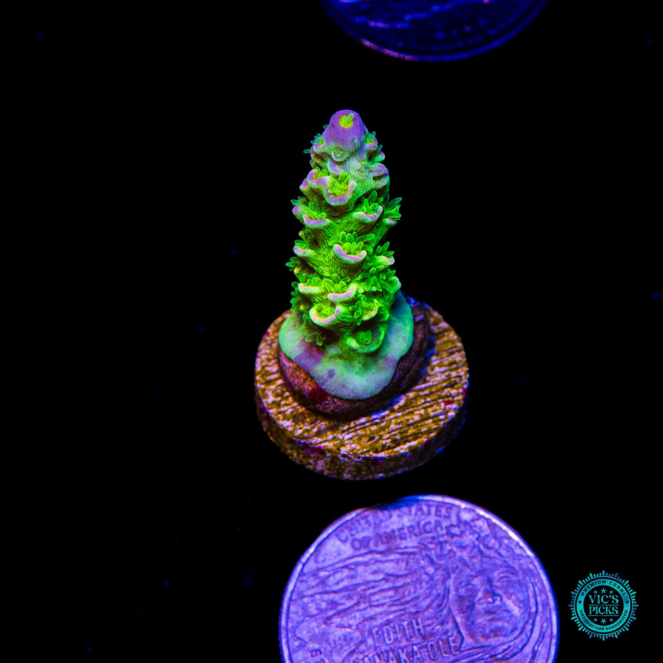 Jason Fox Homewrecker Tenuis Acropora - Actinic Photo