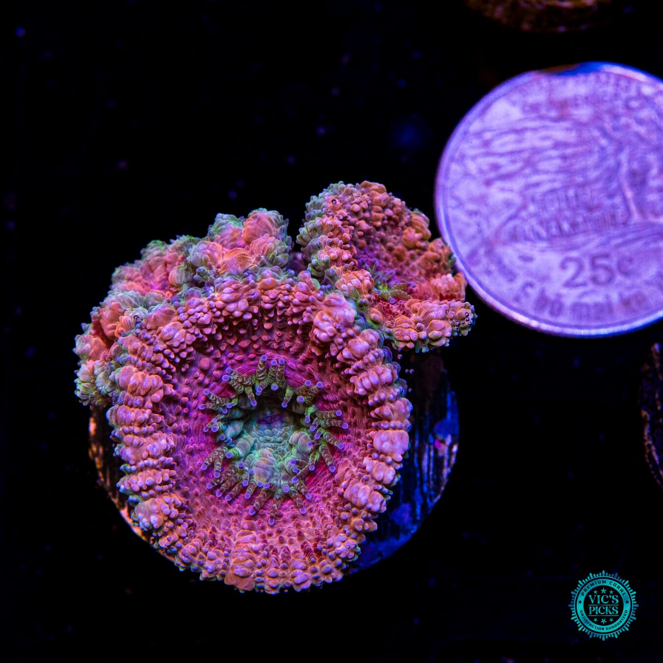 WWC Misty Rose Aussie Lord - Actinic Photo