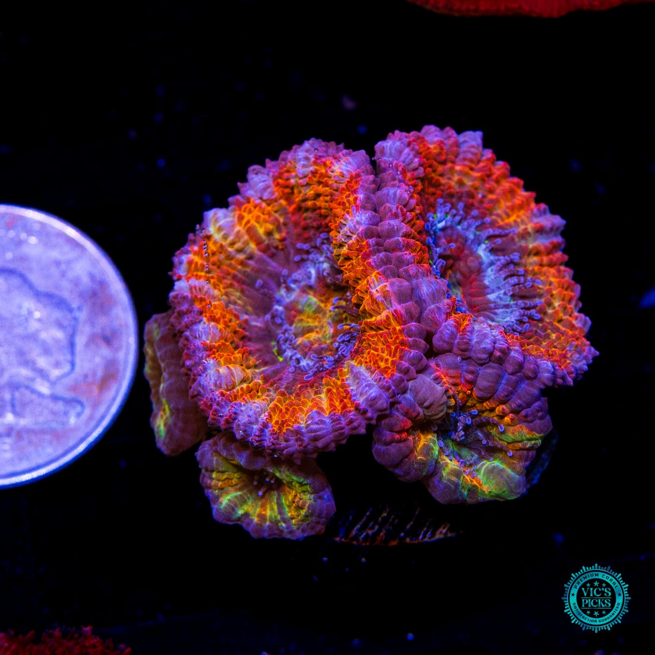 Treasure Island Aussie Lord - Actinic Photo