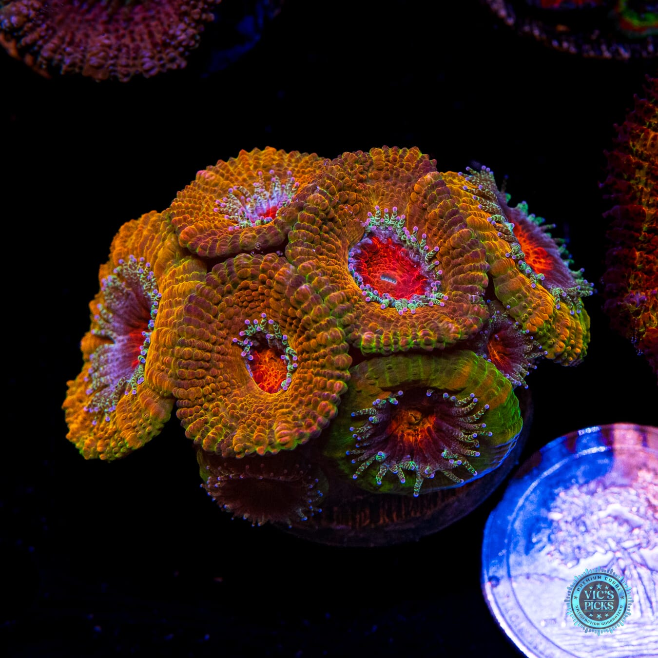 Afterburner Aussie Lord - Actinic Photo