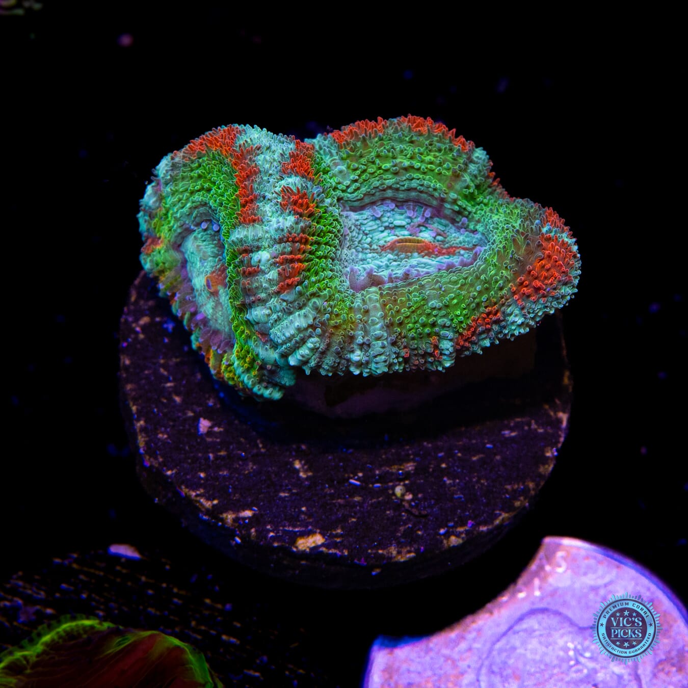 WWC Shockwave Aussie Lord - Actinic Photo