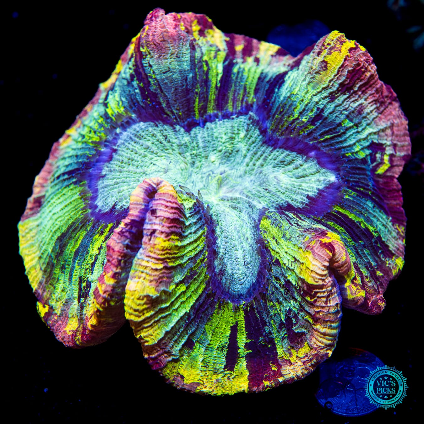 Blood and Thunder Trachyphyllia - Daylight Photo