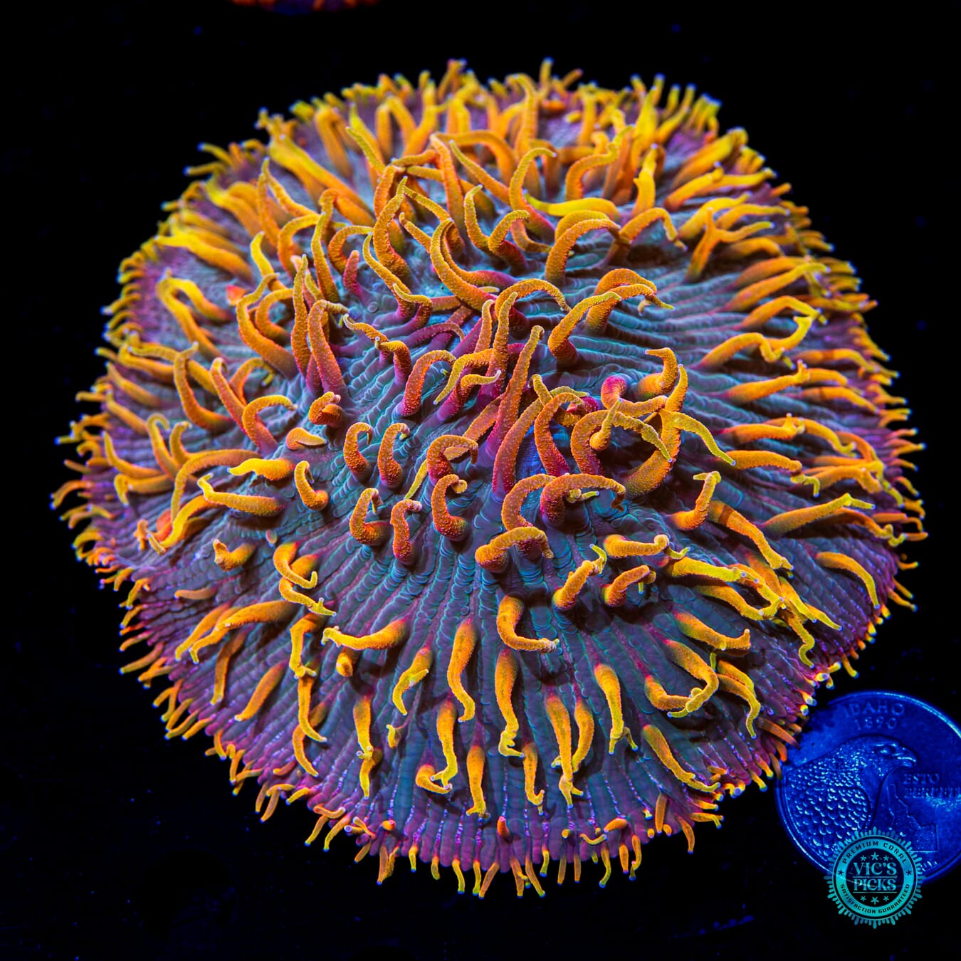 Unicorn Planet Plate Coral - Daylight Photo